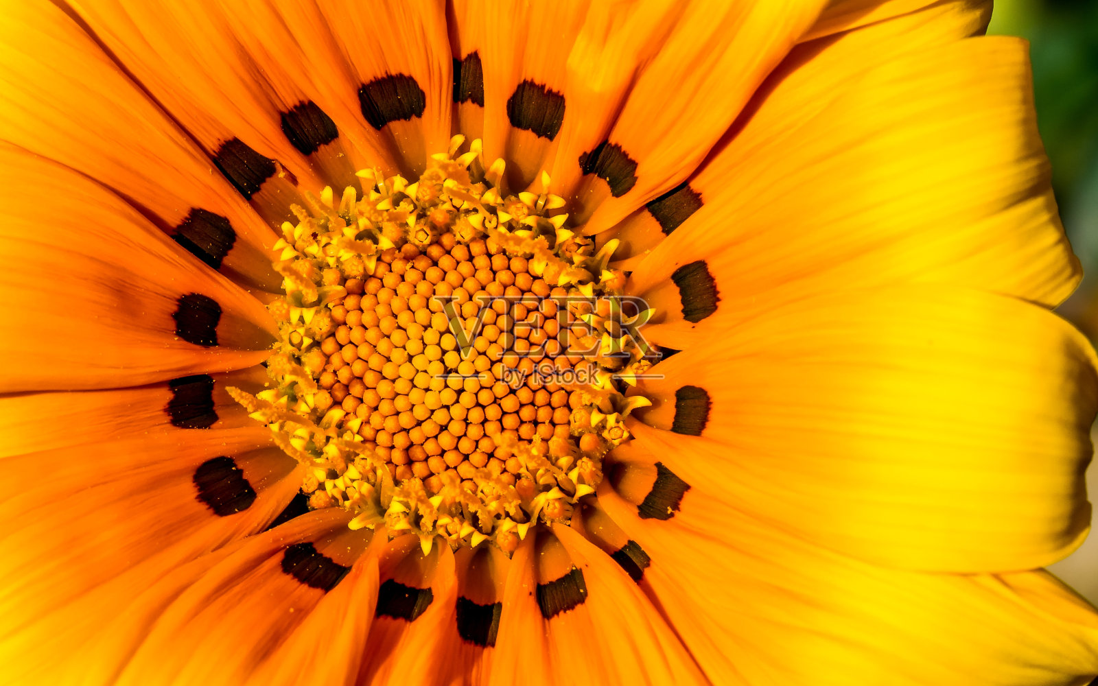 花照片摄影图片
