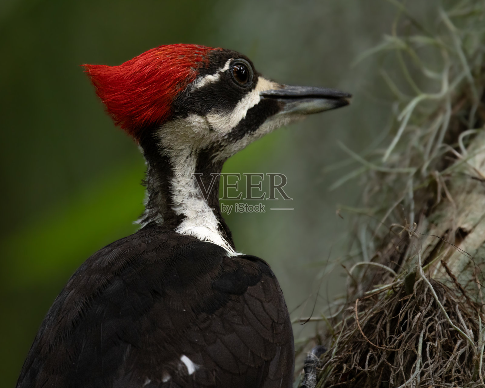 啄木鸟在寻找食物照片摄影图片