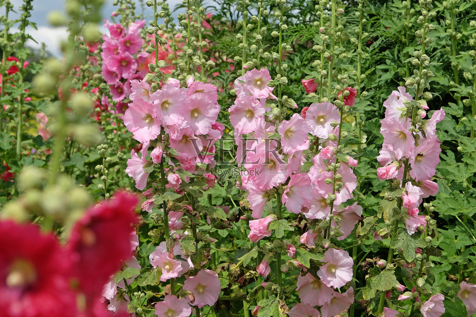 亮粉色的玫瑰Alcea，或蜀葵，花中。照片摄影图片