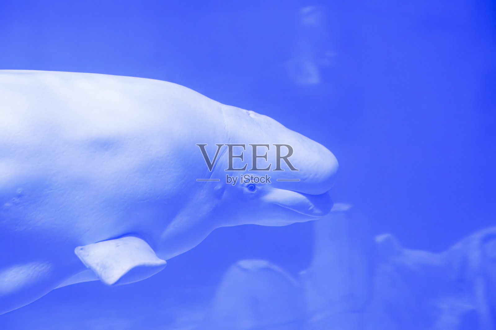 白鲸在水下优雅地滑翔照片摄影图片