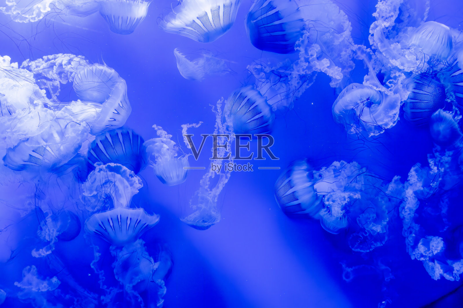 太平洋海荨麻在蓝色水域的水下芭蕾照片摄影图片