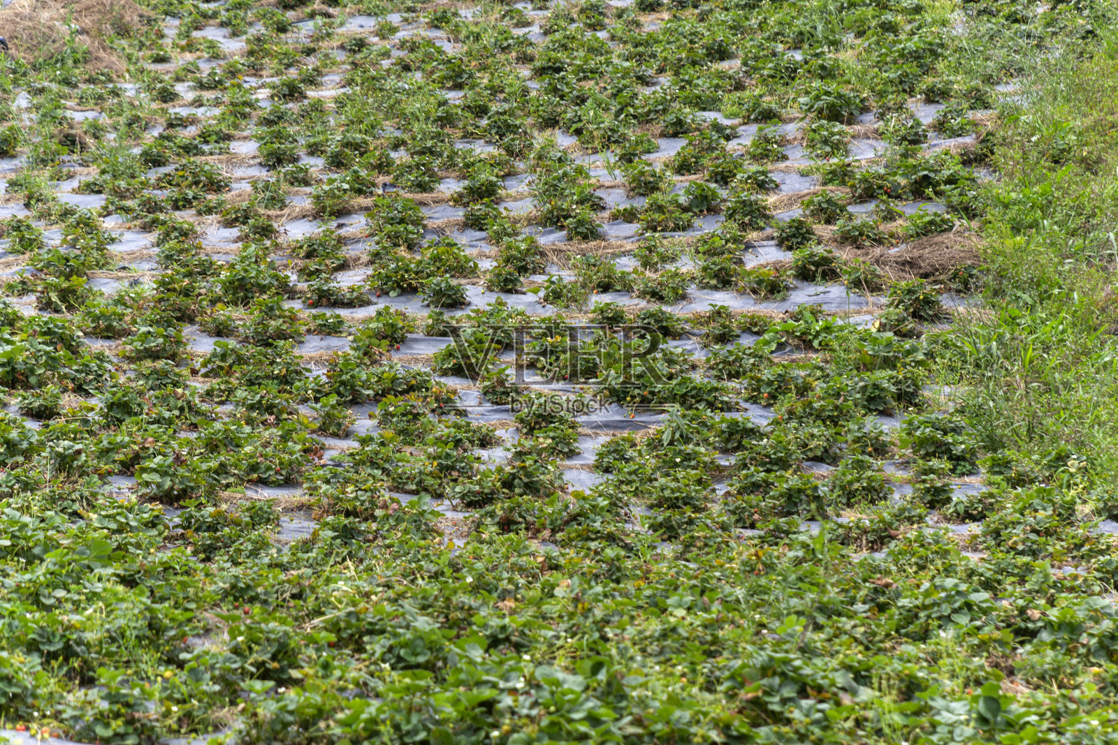 草莓种植照片摄影图片