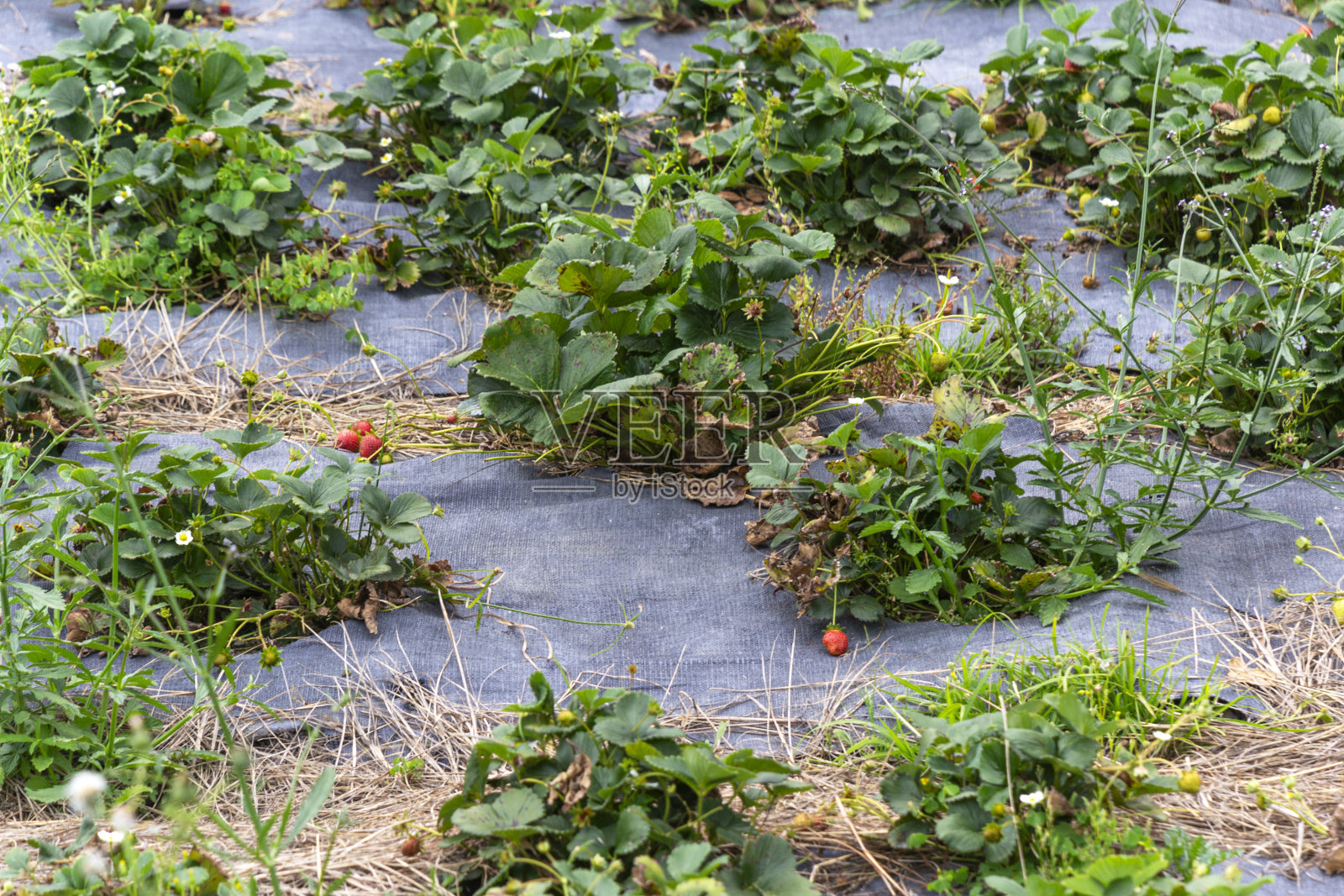 草莓种植照片摄影图片