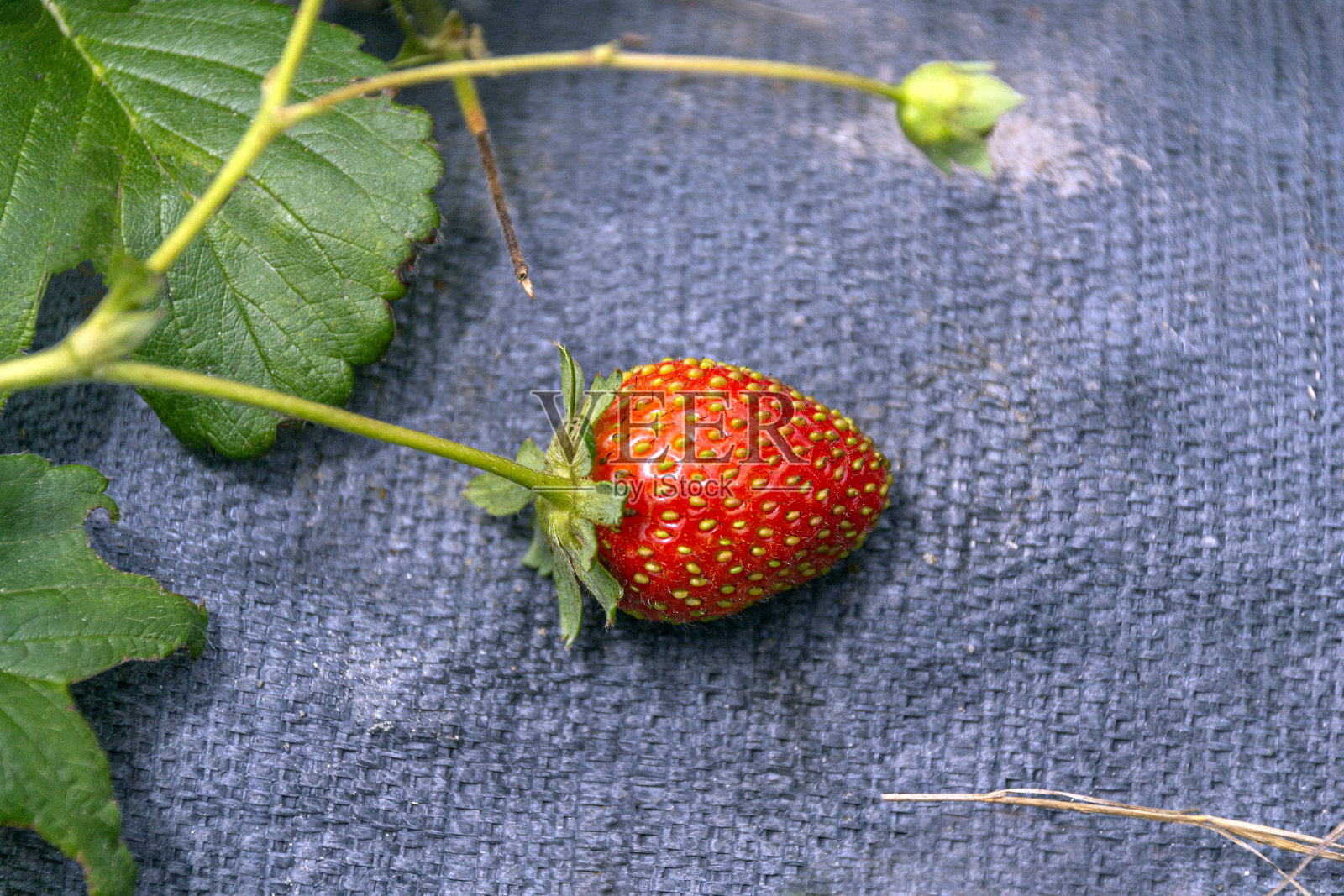 特写草莓照片摄影图片