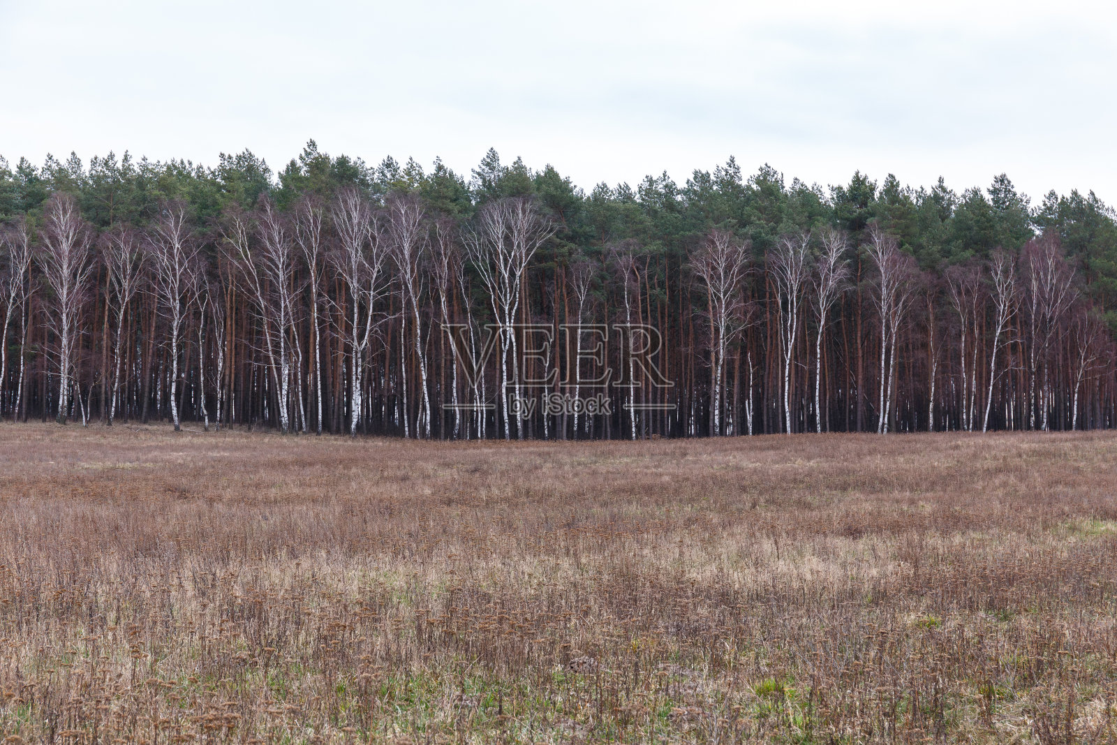 穿过荒地看到的树线照片摄影图片