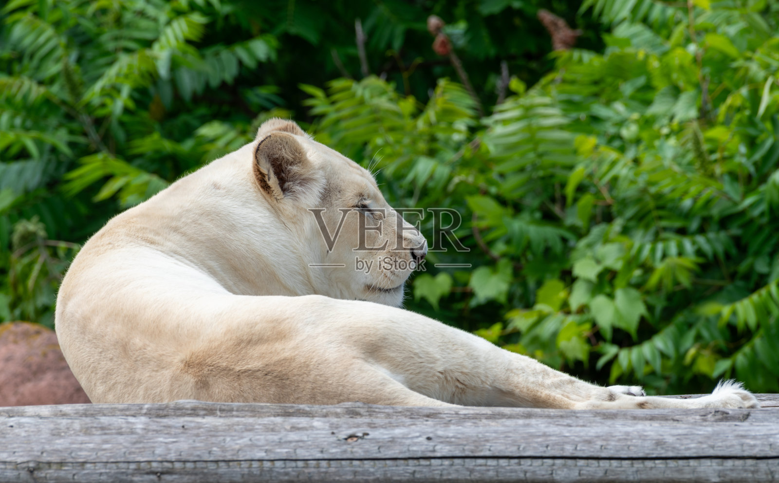 狮子在树的背景下放松照片摄影图片