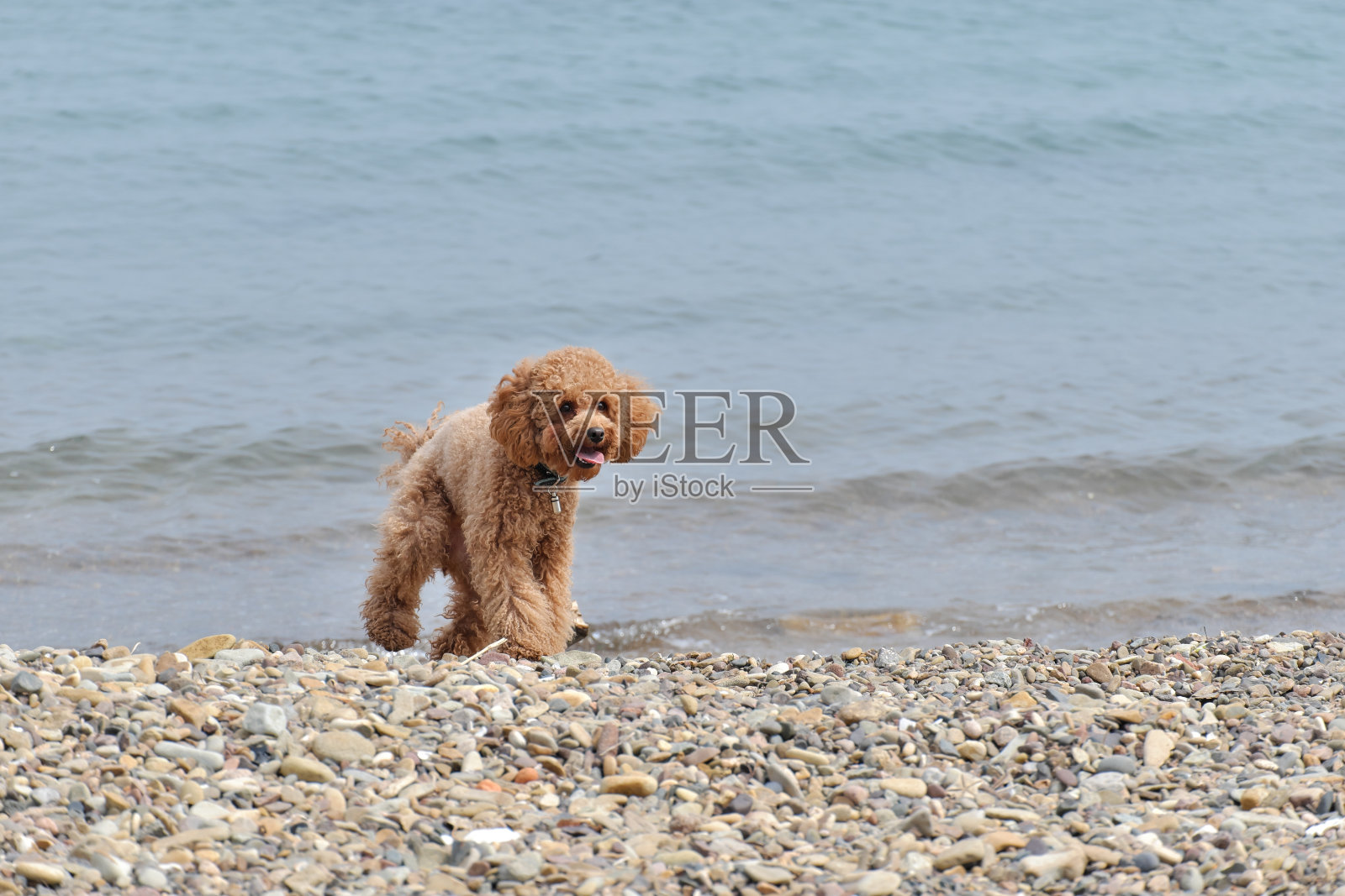 一只棕色的小狗在沙滩上散步照片摄影图片