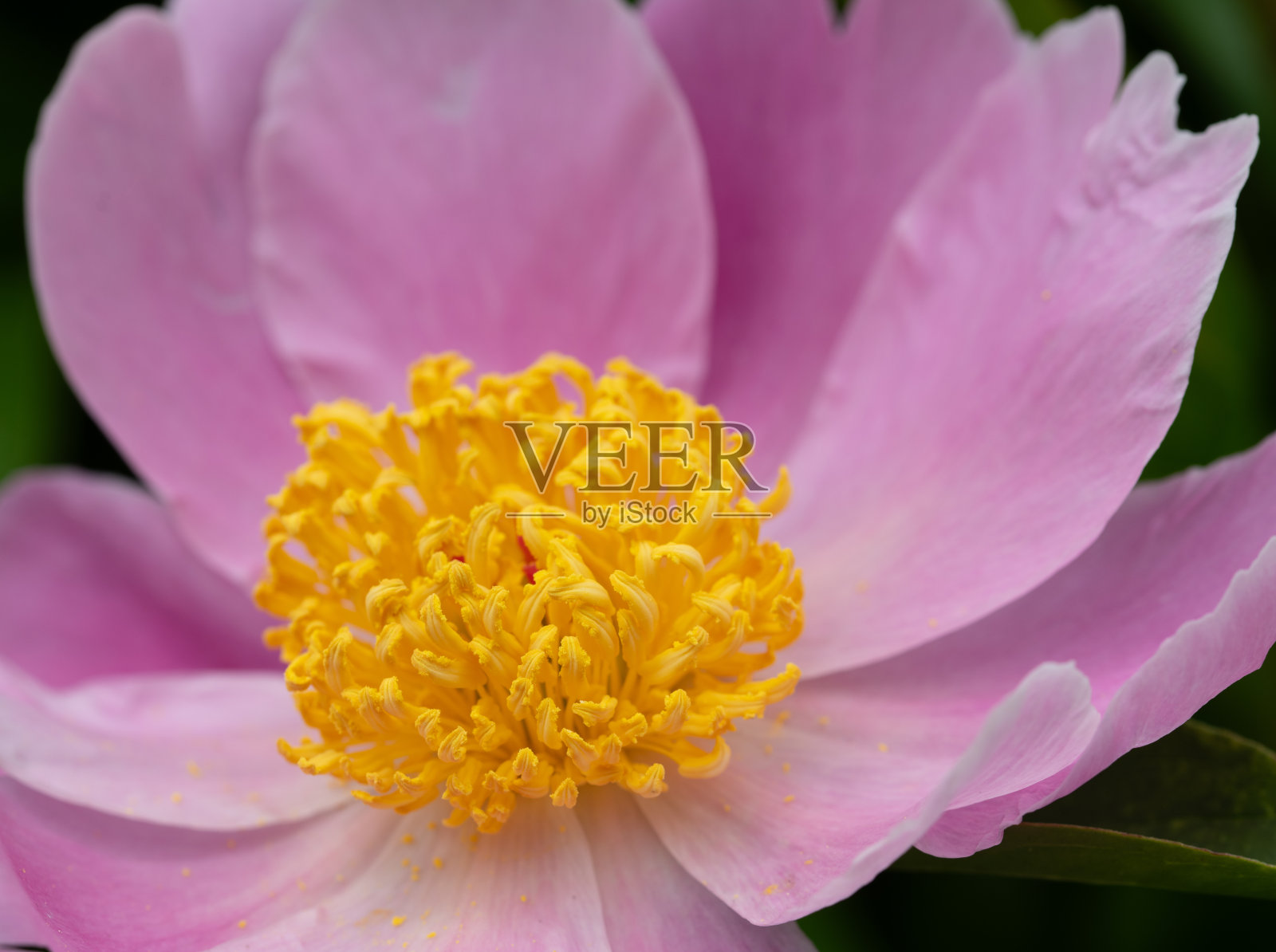 近距离拍摄的一个新鲜的粉红色和黄色的开花在公园的花园里盛开照片摄影图片