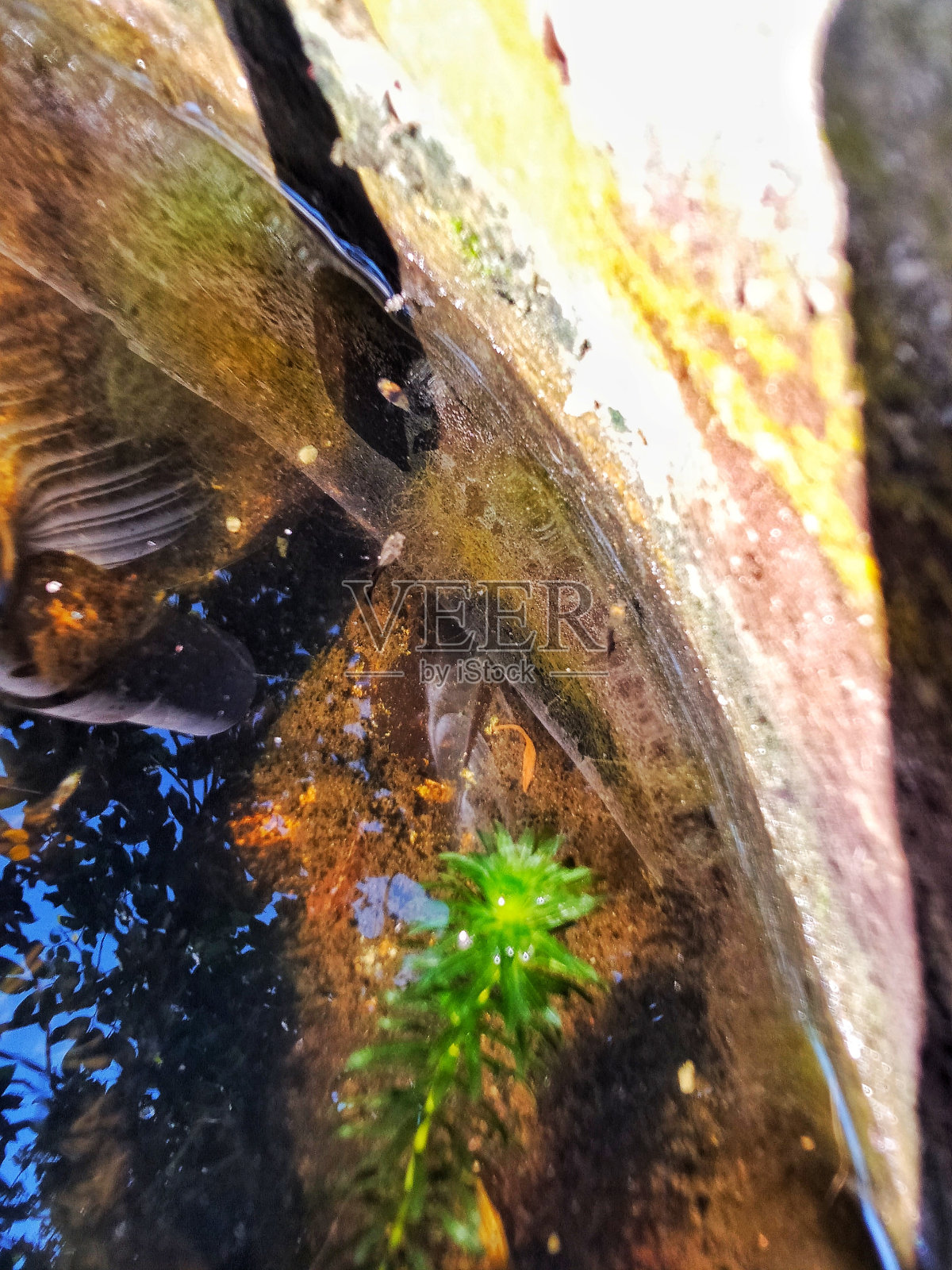 三只小黑鱼照片摄影图片