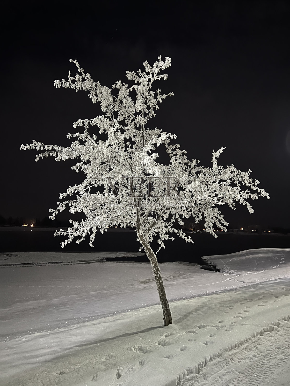 晚上被冰覆盖的树照片摄影图片