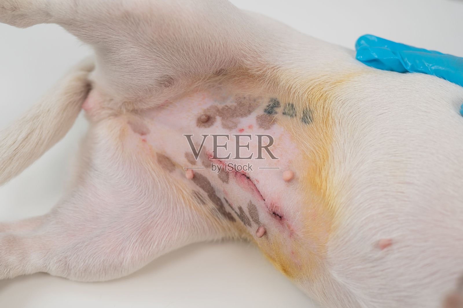 一位兽医在手术后检查一只杰克罗素梗犬。照片摄影图片