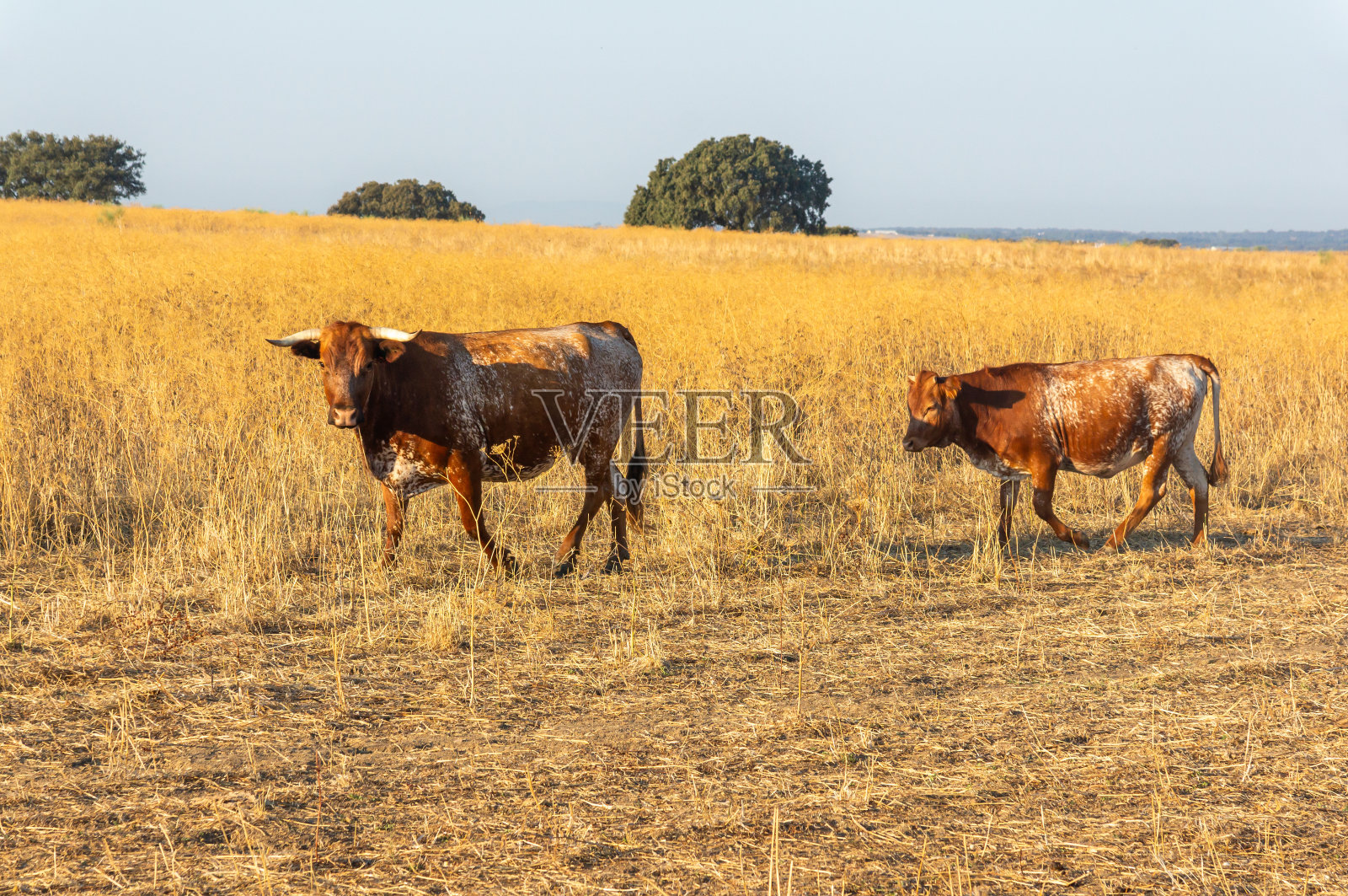 牛Mertolenga和她的小牛在黎明时分穿过黄色草地。照片摄影图片