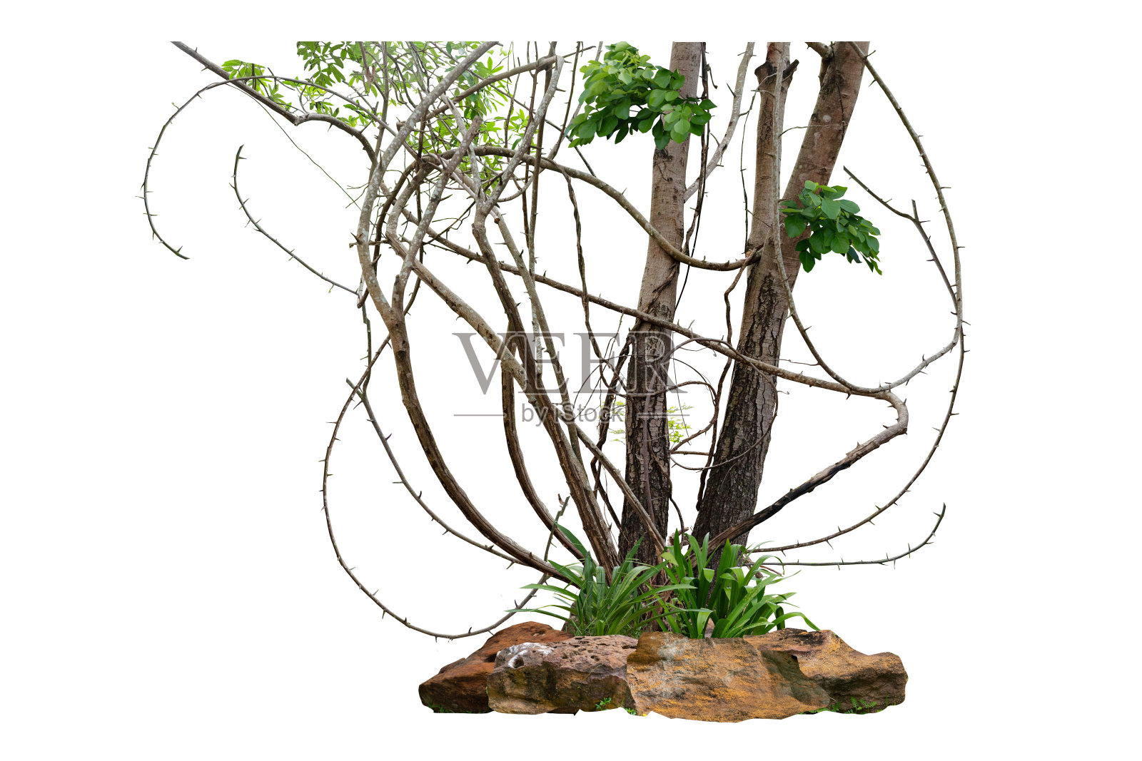 这棵树的树干像藤蔓一样扭曲。在树根处，有几块装饰精美的石头分开。照片摄影图片