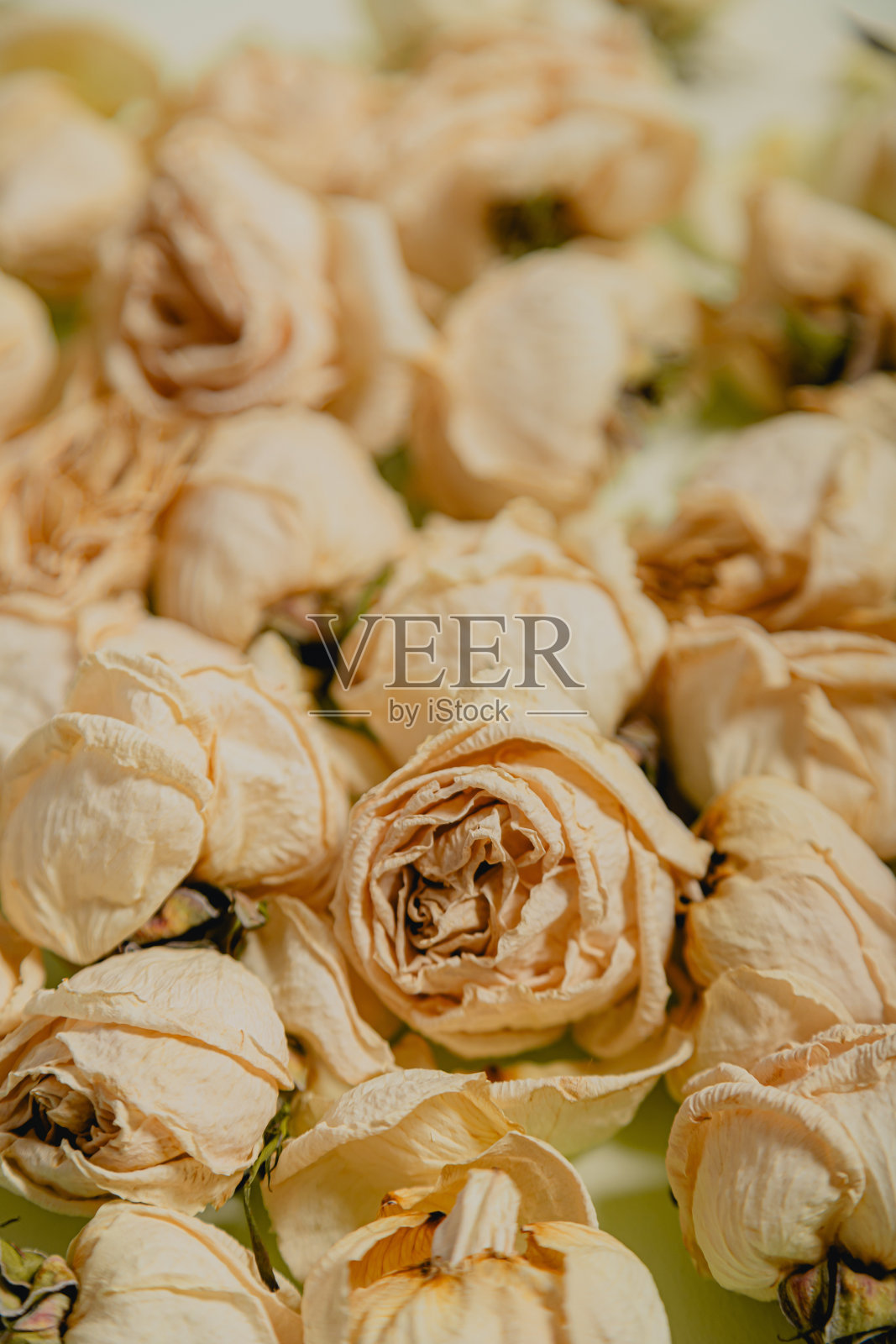 在一群花中间的干枯的陈年玫瑰特写照片摄影图片