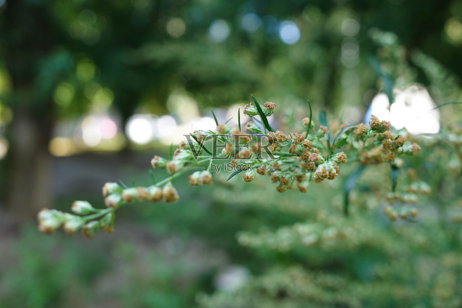 开花艾草特写照片摄影图片