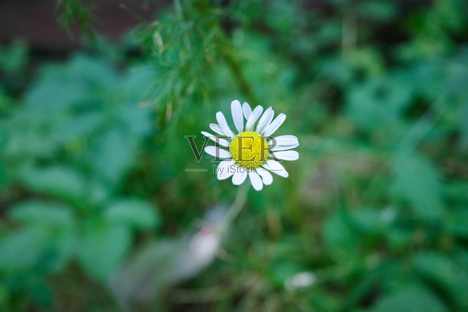 叶子间的一朵雏菊。花头特写照片摄影图片
