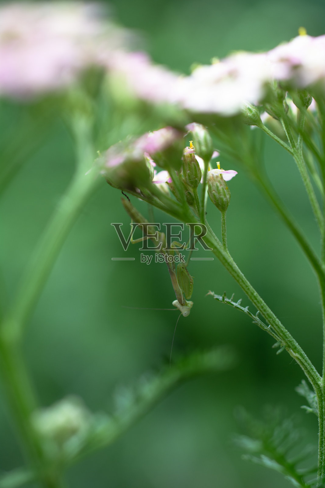 螳螂照片摄影图片