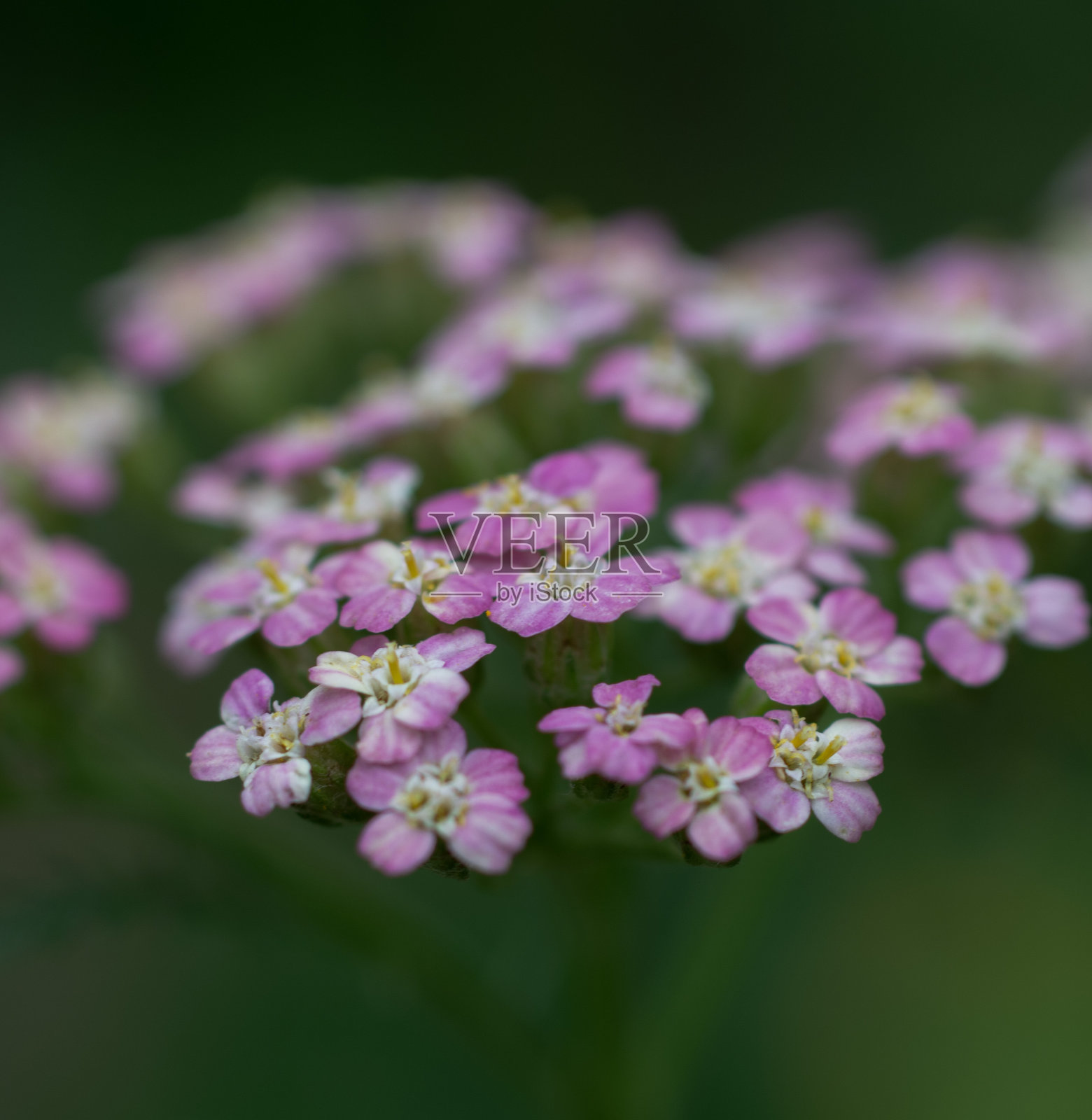 粉红色的花照片摄影图片