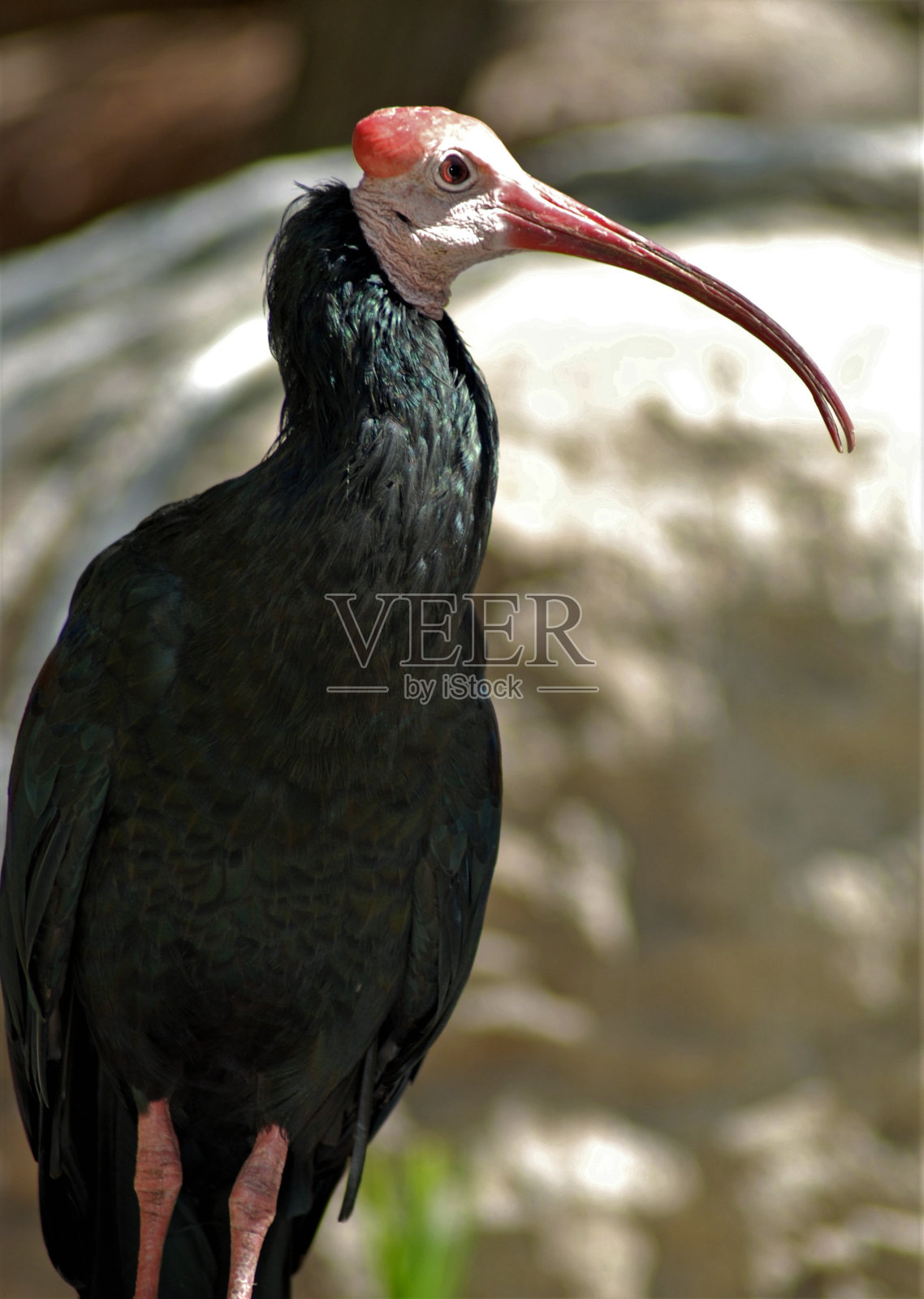 非洲开口鹳照片摄影图片