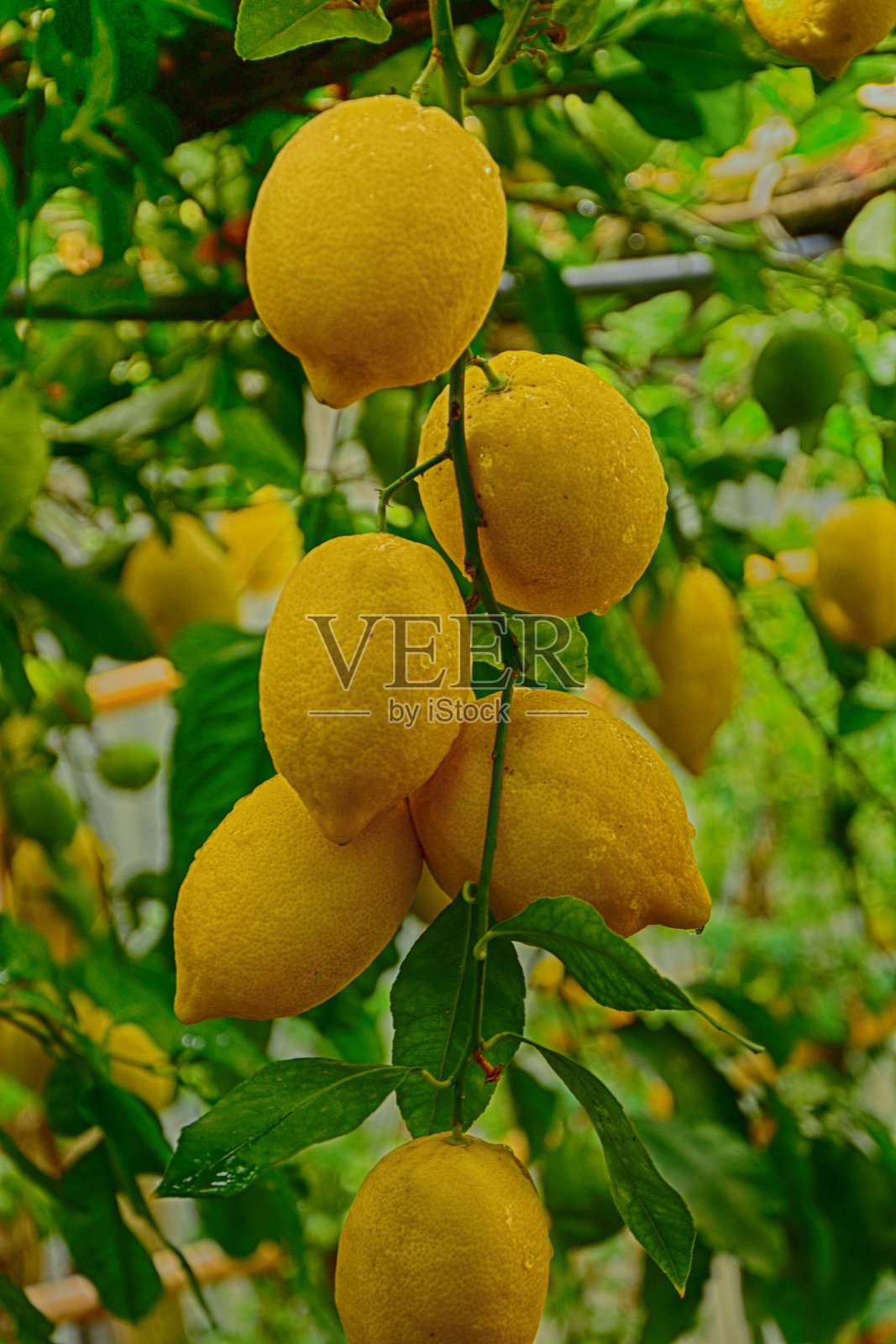 柠檬照片摄影图片