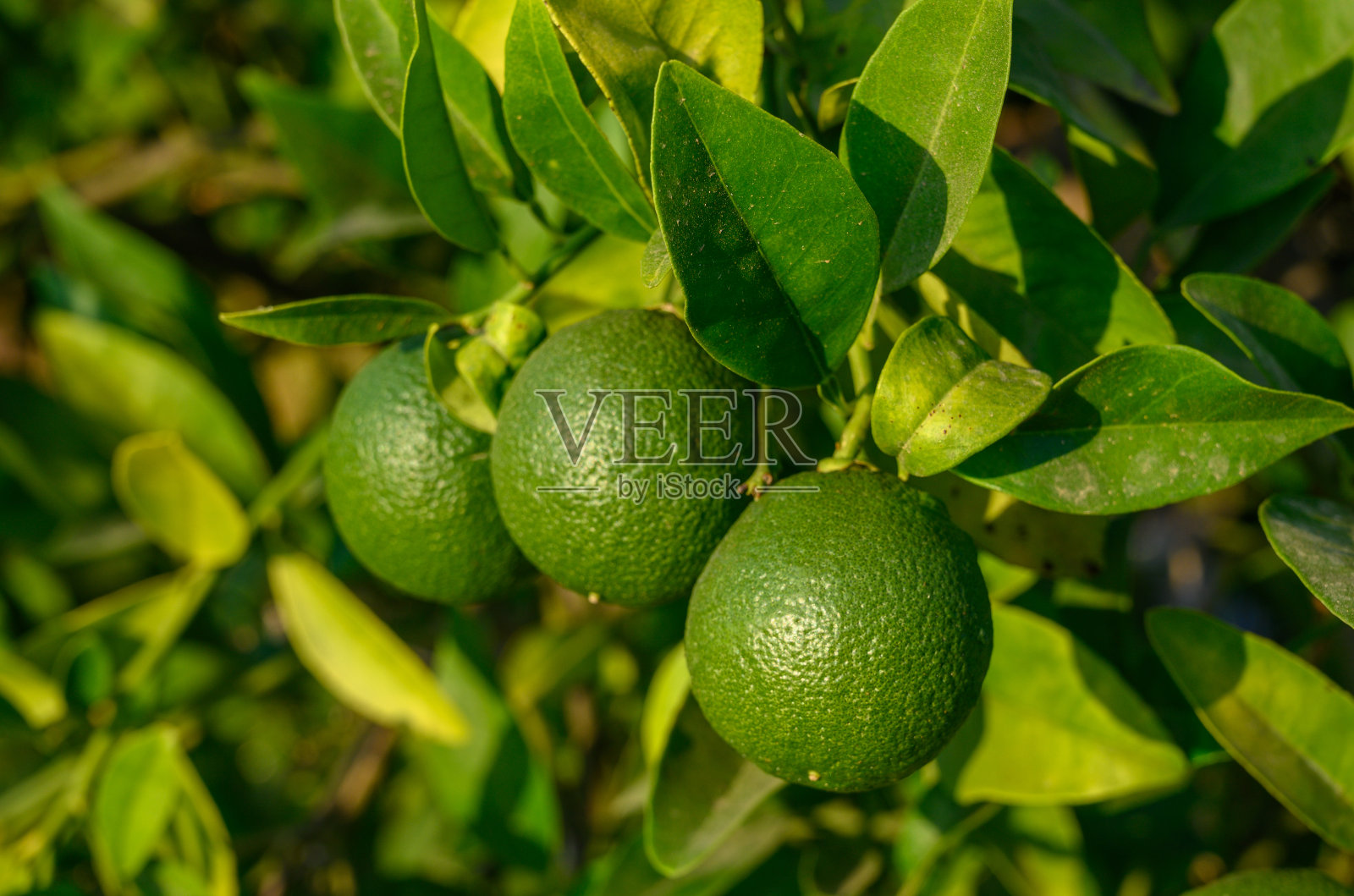 绿橙的茎照片摄影图片