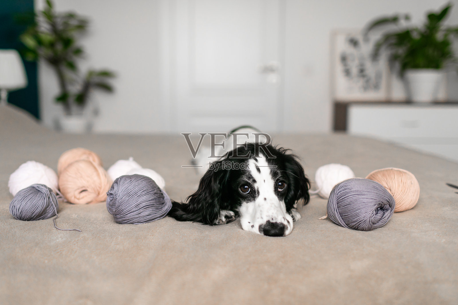 可爱的西班牙小狗在床单上玩毛线球照片摄影图片