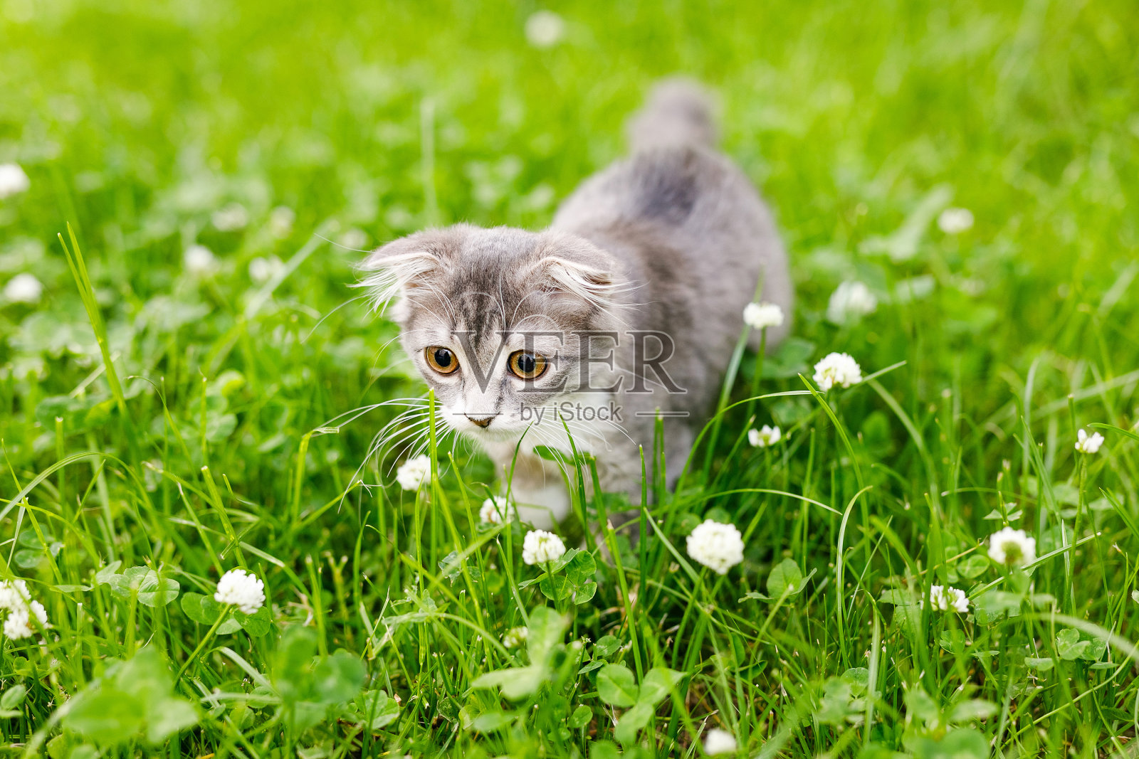 一只耷拉着耳朵的小猫在三叶草之间的绿草地上散步照片摄影图片