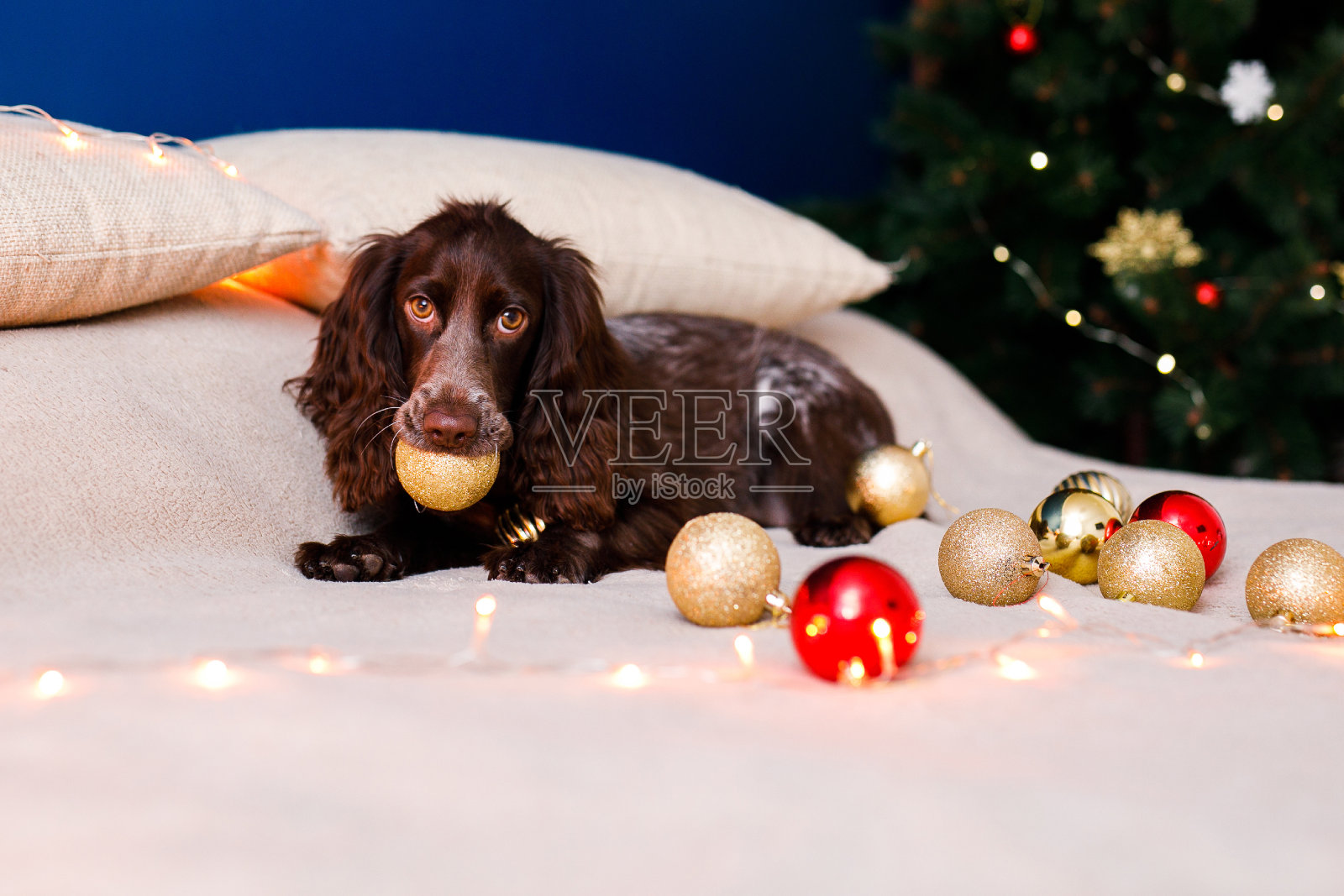 一只戴着红色圣诞老人帽的俄罗斯猎犬在玩圣诞玩具、金球，还在床上跳来跳去。狗嘴里含着金球照片摄影图片