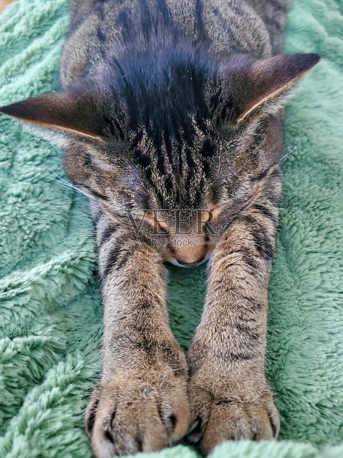 猫伸直爪子睡觉照片摄影图片