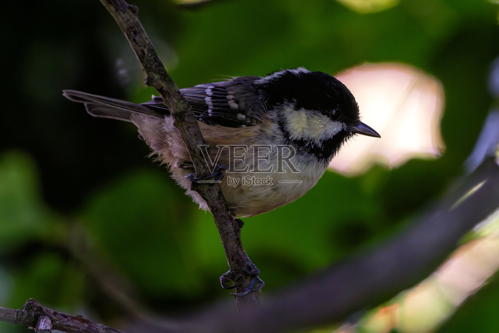 煤山雀-常见于针叶林地和花园照片摄影图片