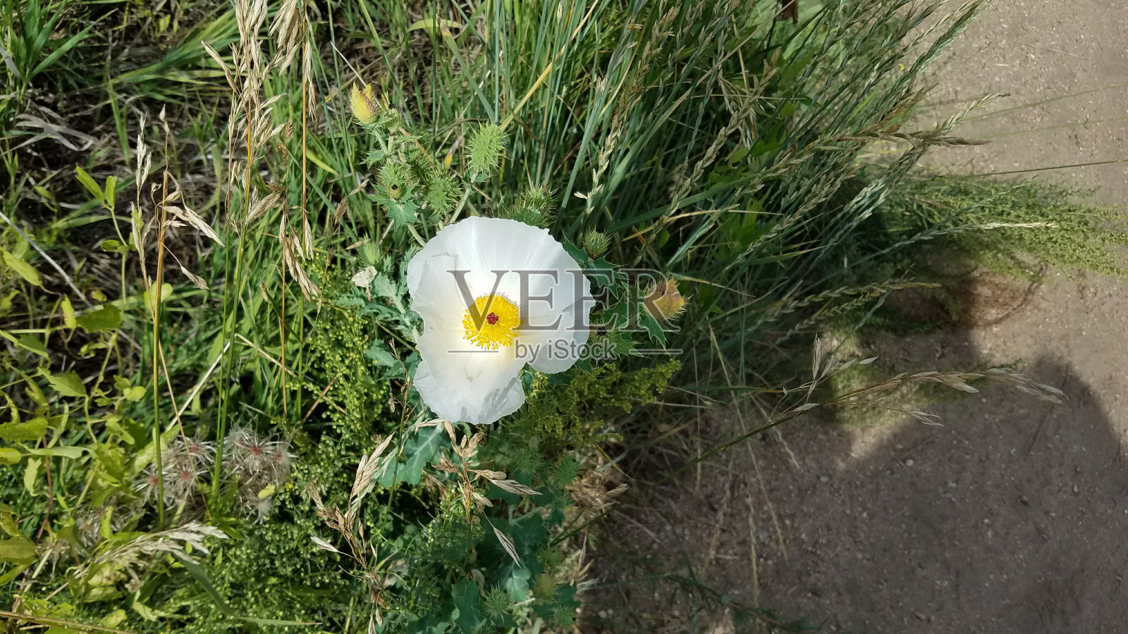 在户外照片摄影图片