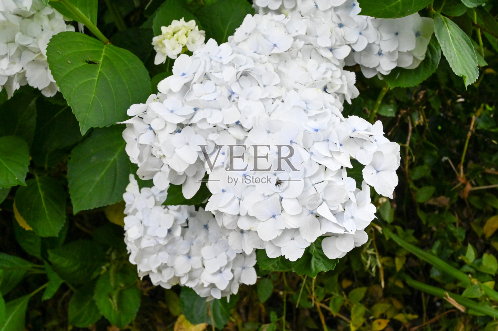 蓬塔德尔加达，塞特Cidades的绣球花照片摄影图片