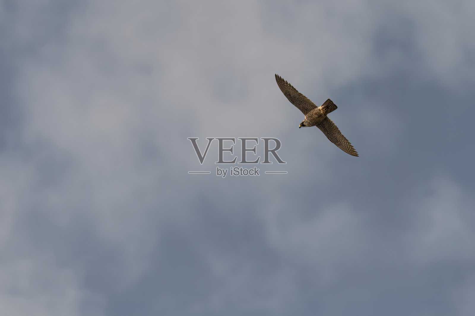 游隼在清澈的蓝天中翱翔照片摄影图片