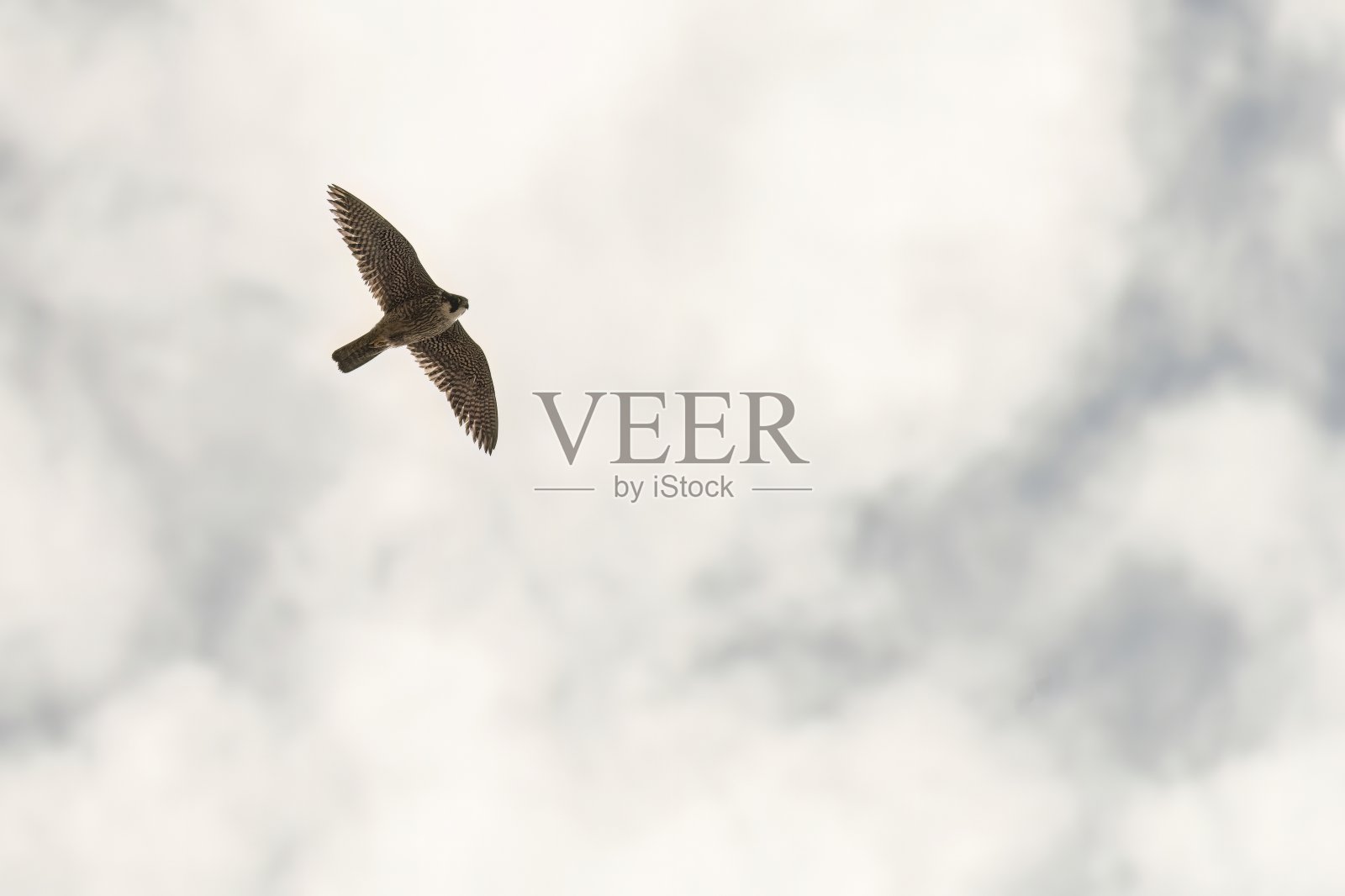 游隼在清澈的蓝天中翱翔照片摄影图片