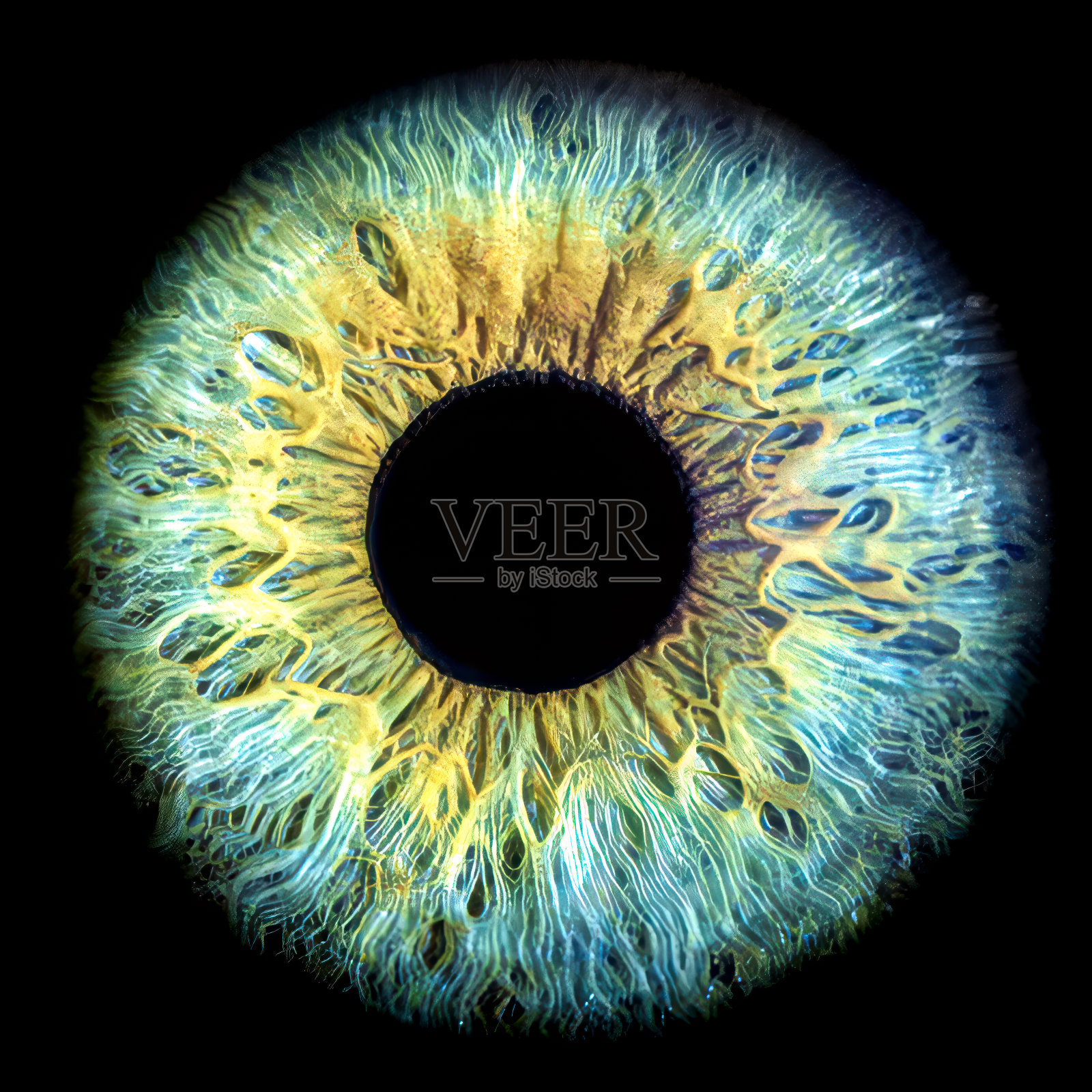 微距拍摄的彩色虹膜复杂的细节和迷人的图案照片摄影图片