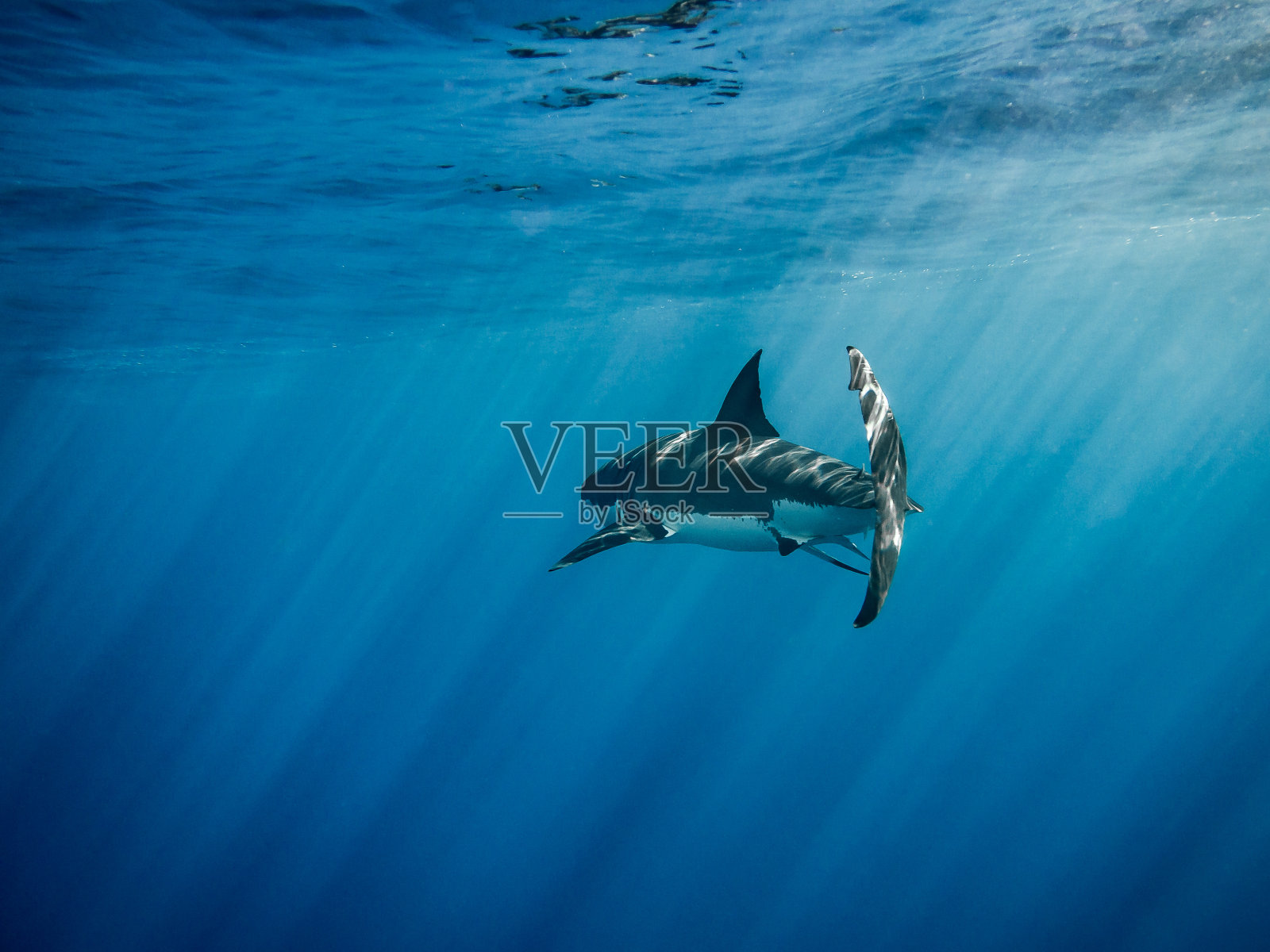 大白鲨在海里游泳照片摄影图片