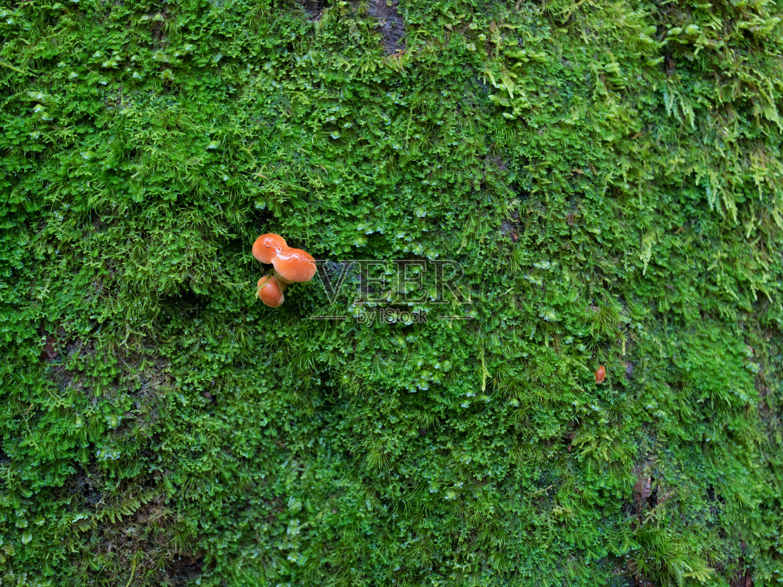 叶子在草地上的特写照片摄影图片