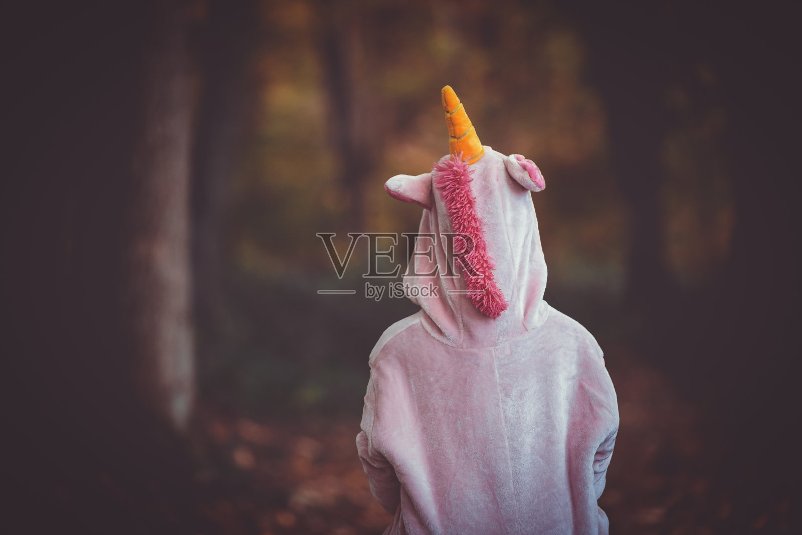 粉红玫瑰的特写照片摄影图片