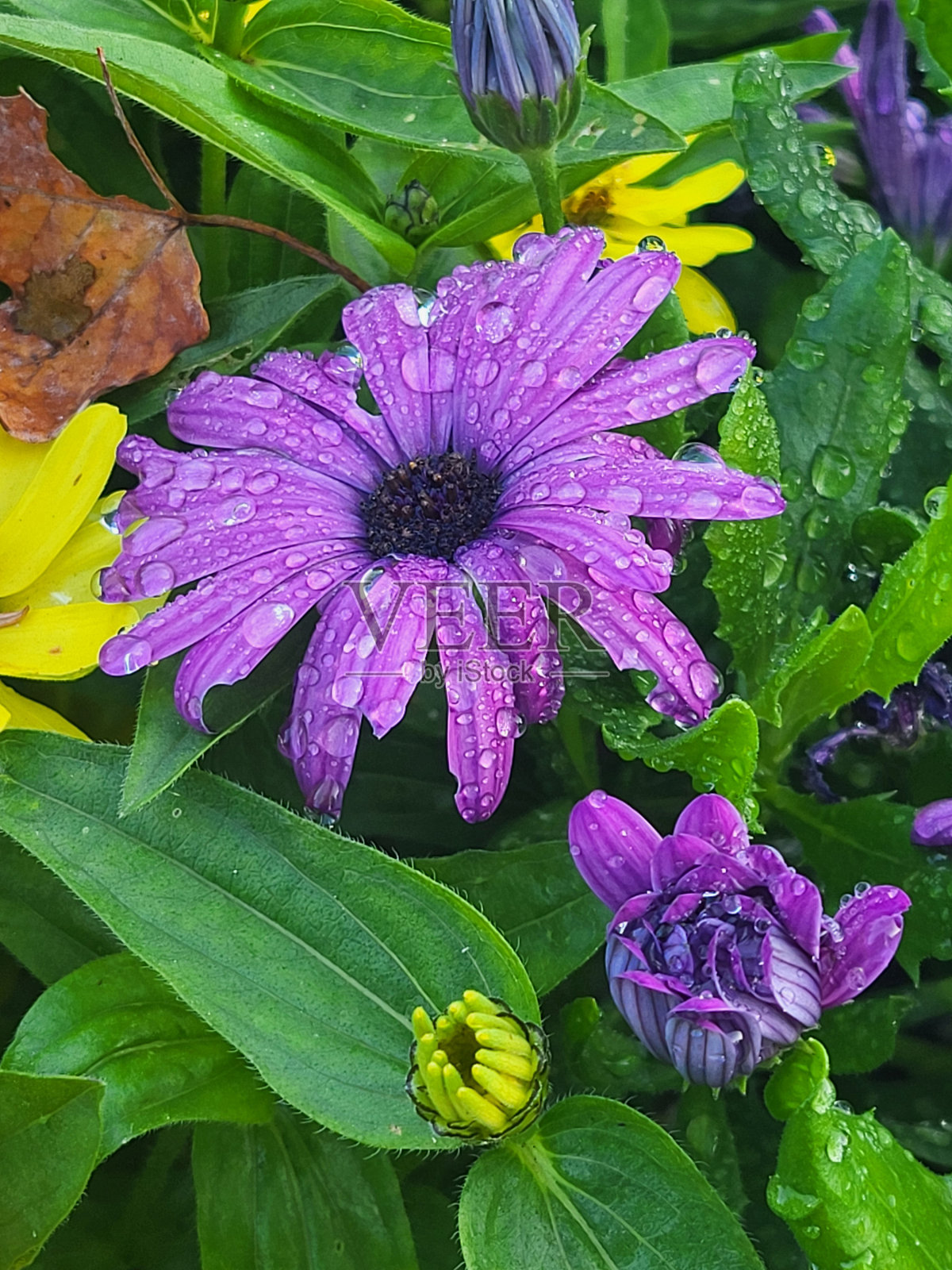 温哥华的斯坦利公园，海堤绿道，失落的泻湖，展望点和铜锣花，植物，动物，岩石，海景，海滩景观，浮木和杂项照片摄影图片