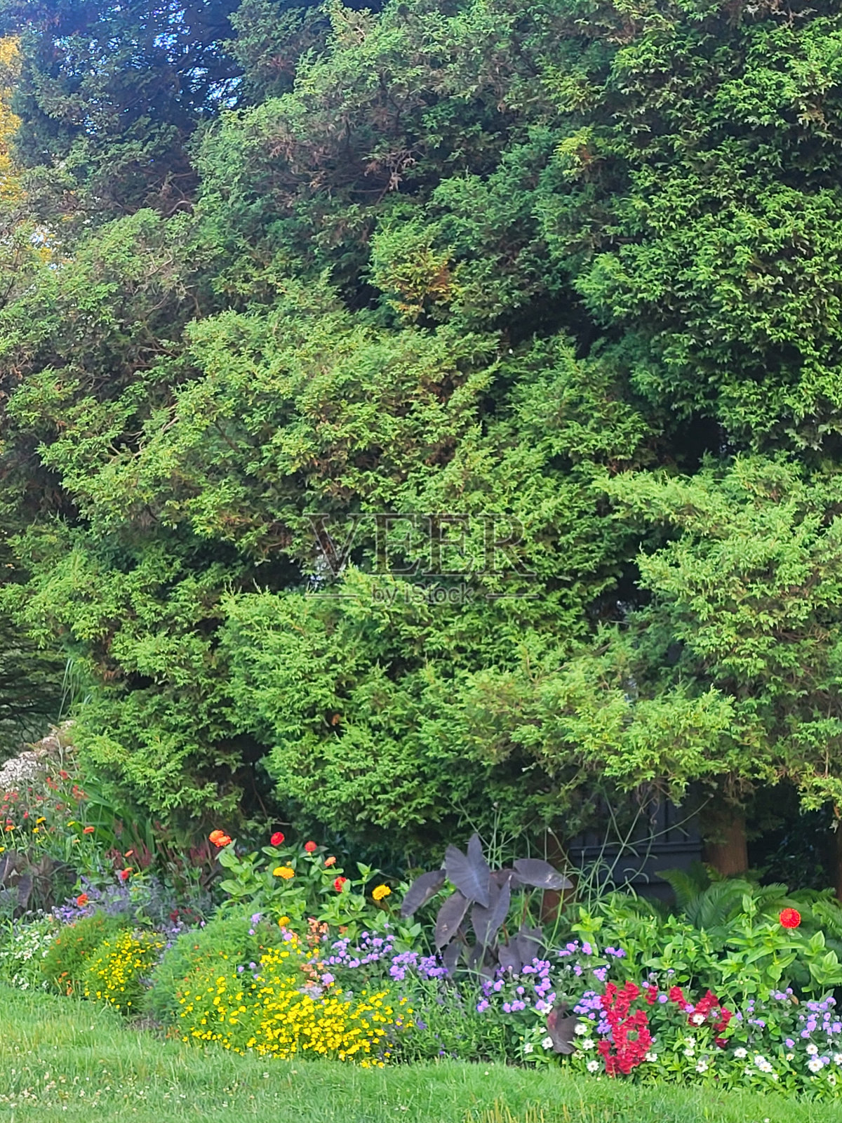 温哥华的斯坦利公园，海堤绿道，失落的泻湖，展望点和铜锣花，植物，动物，岩石，海景，海滩景观，浮木和杂项照片摄影图片