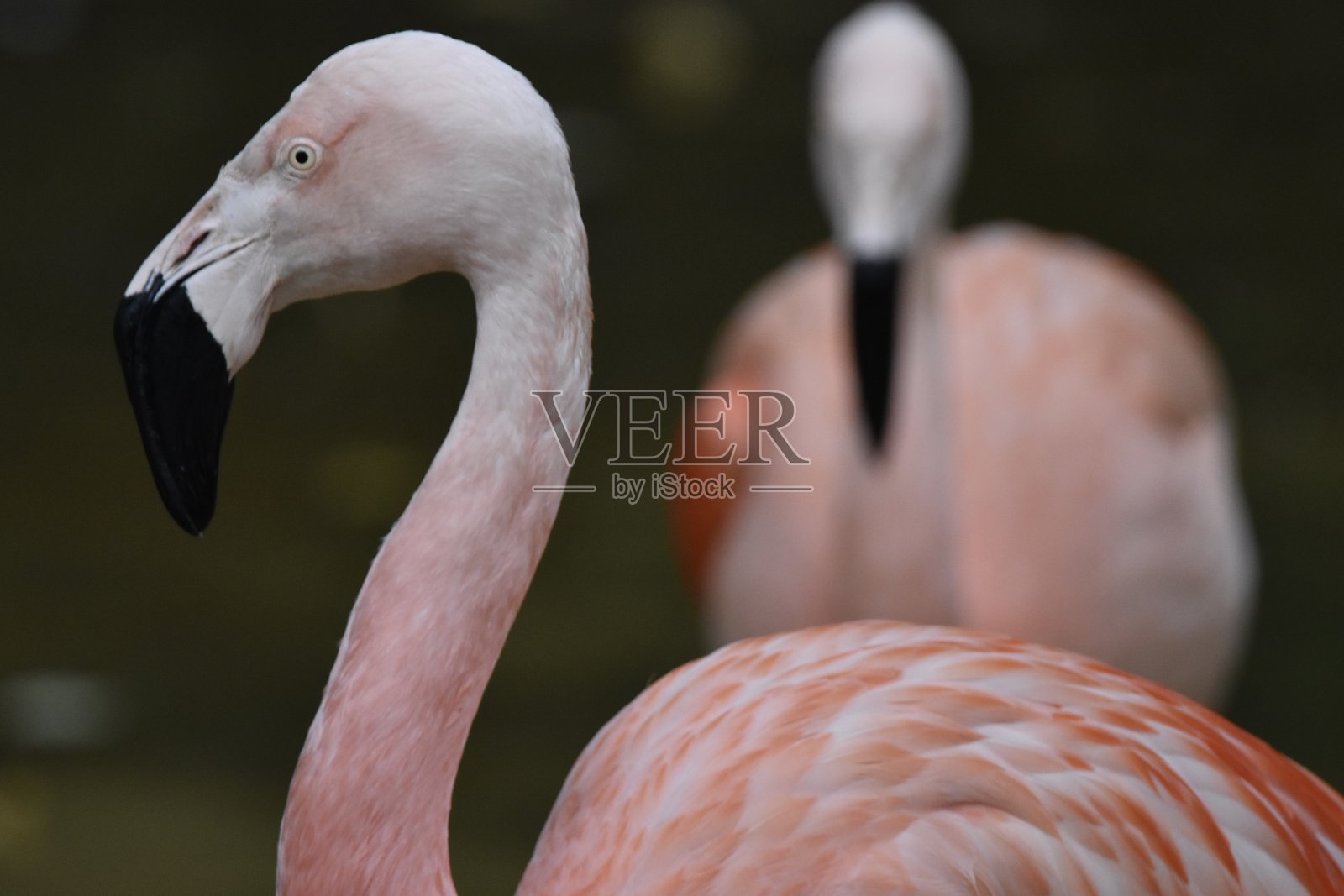 从左边看一只粉红色的火烈鸟，另一只粉红色的火烈鸟在背景中，法国照片摄影图片