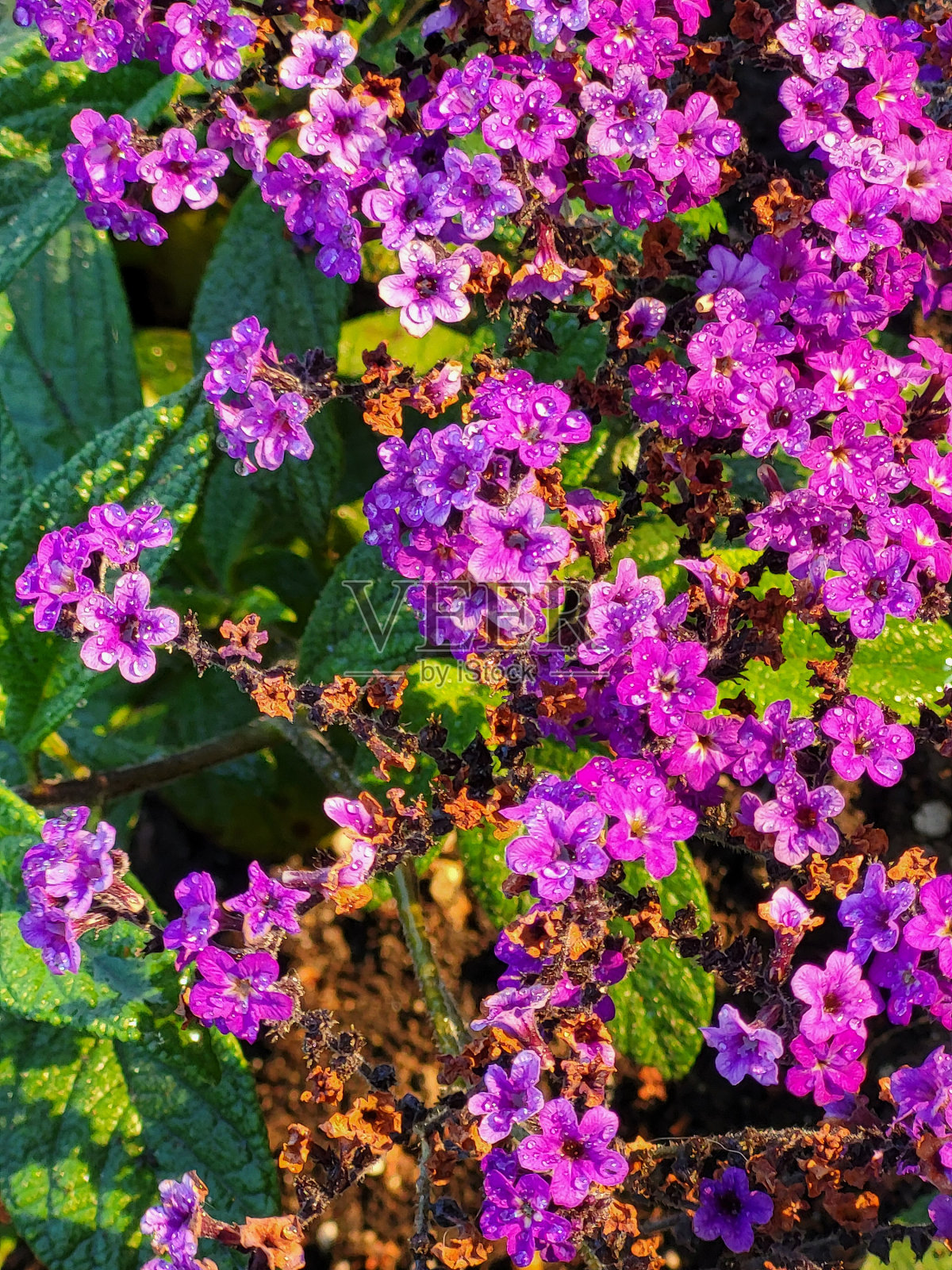 温哥华的斯坦利公园，海堤绿道，失落的泻湖，展望点和铜锣花，植物，动物，岩石，海景，海滩景观，浮木和杂项照片摄影图片