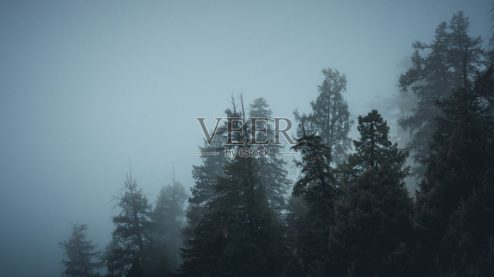 雾蒙蒙的早晨，松树林中。雾蒙蒙的一天，前景有树，阿尔卑斯山，意大利照片摄影图片