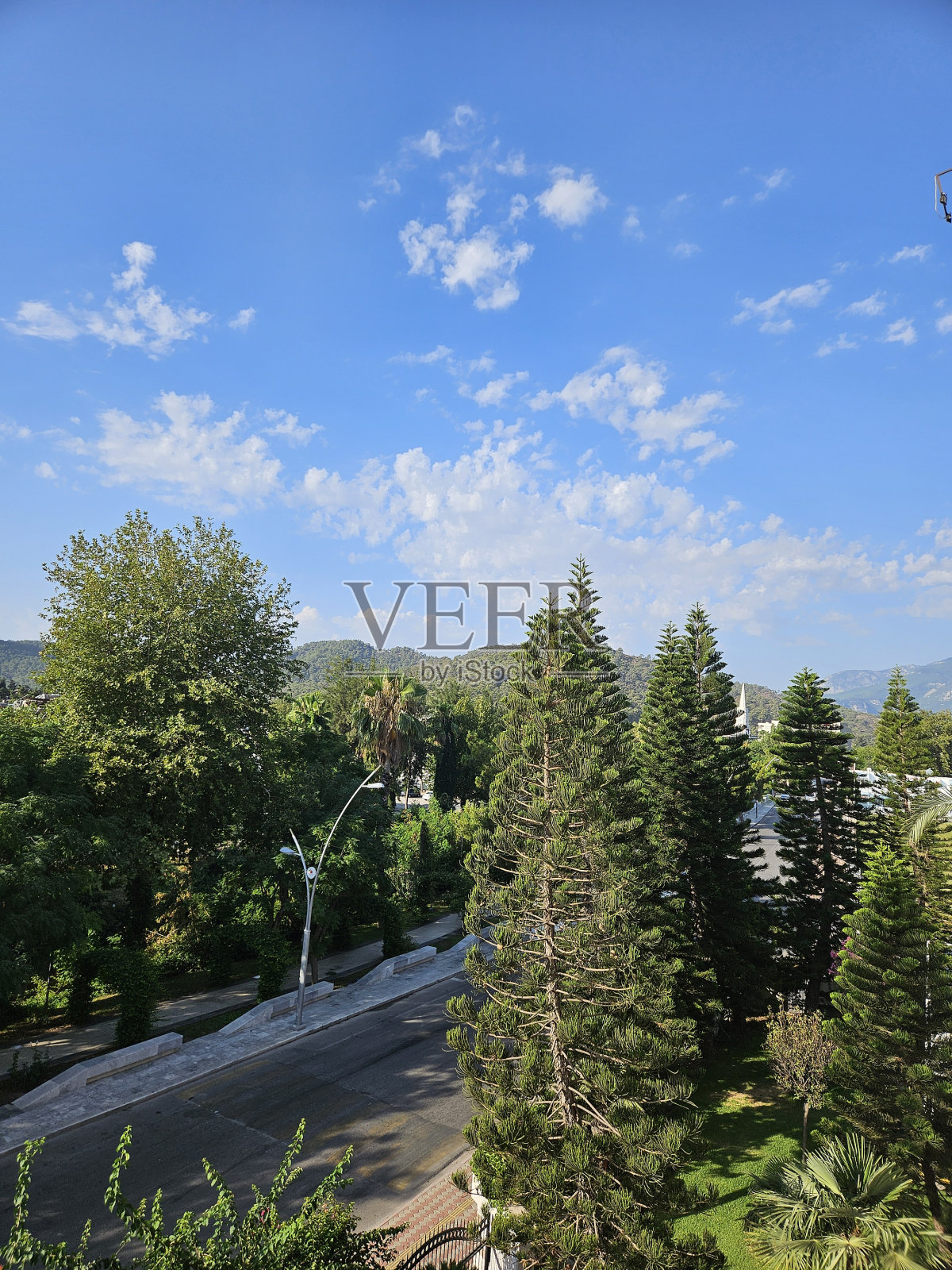 城市公园景观树照片摄影图片