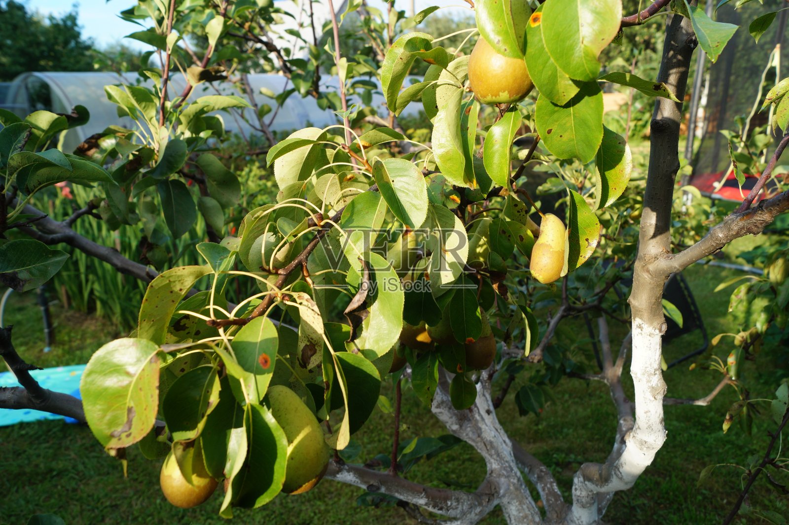 树枝上成熟的绿梨照片摄影图片