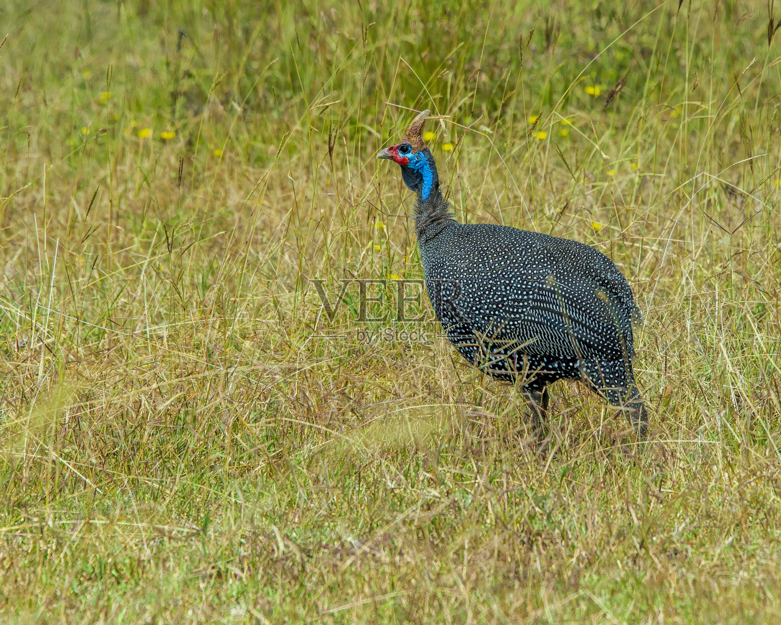 塞伦盖蒂草原上孤独的珍珠鸡照片摄影图片