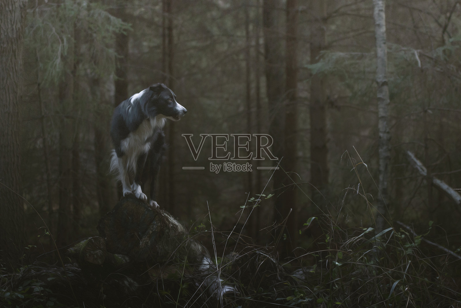 狗站在森林里照片摄影图片