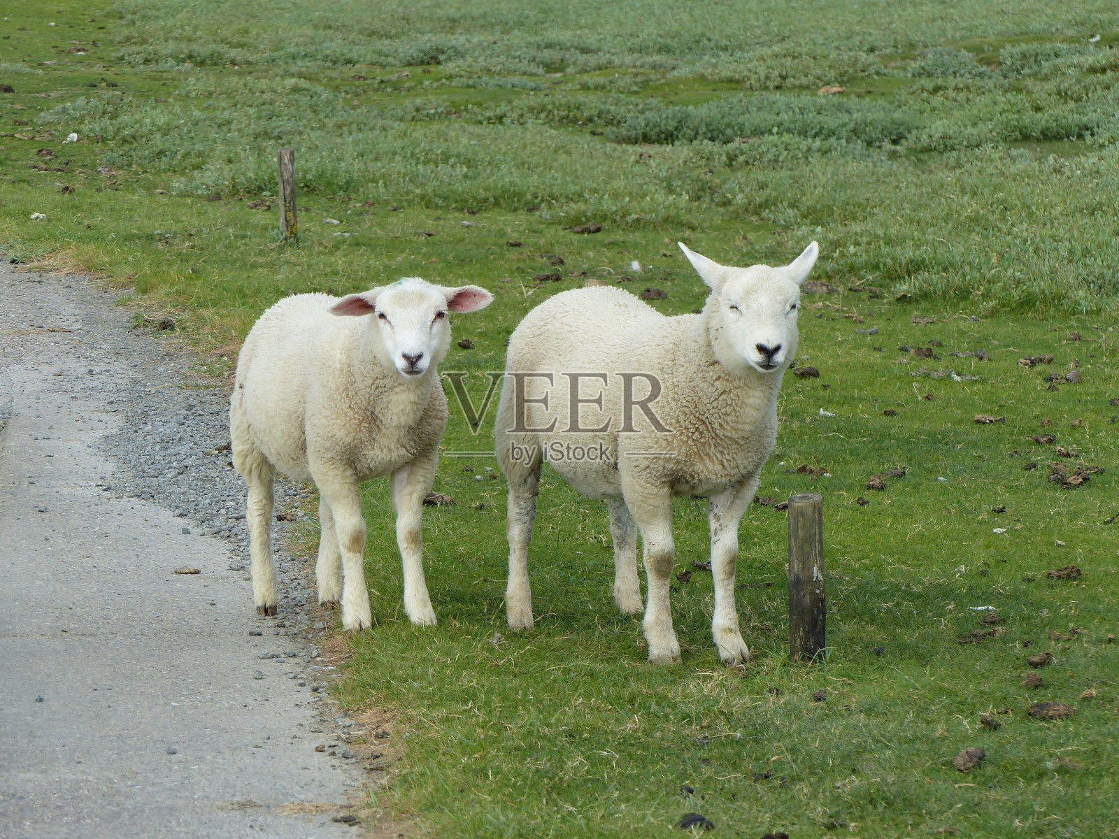 堤坝的羊照片摄影图片