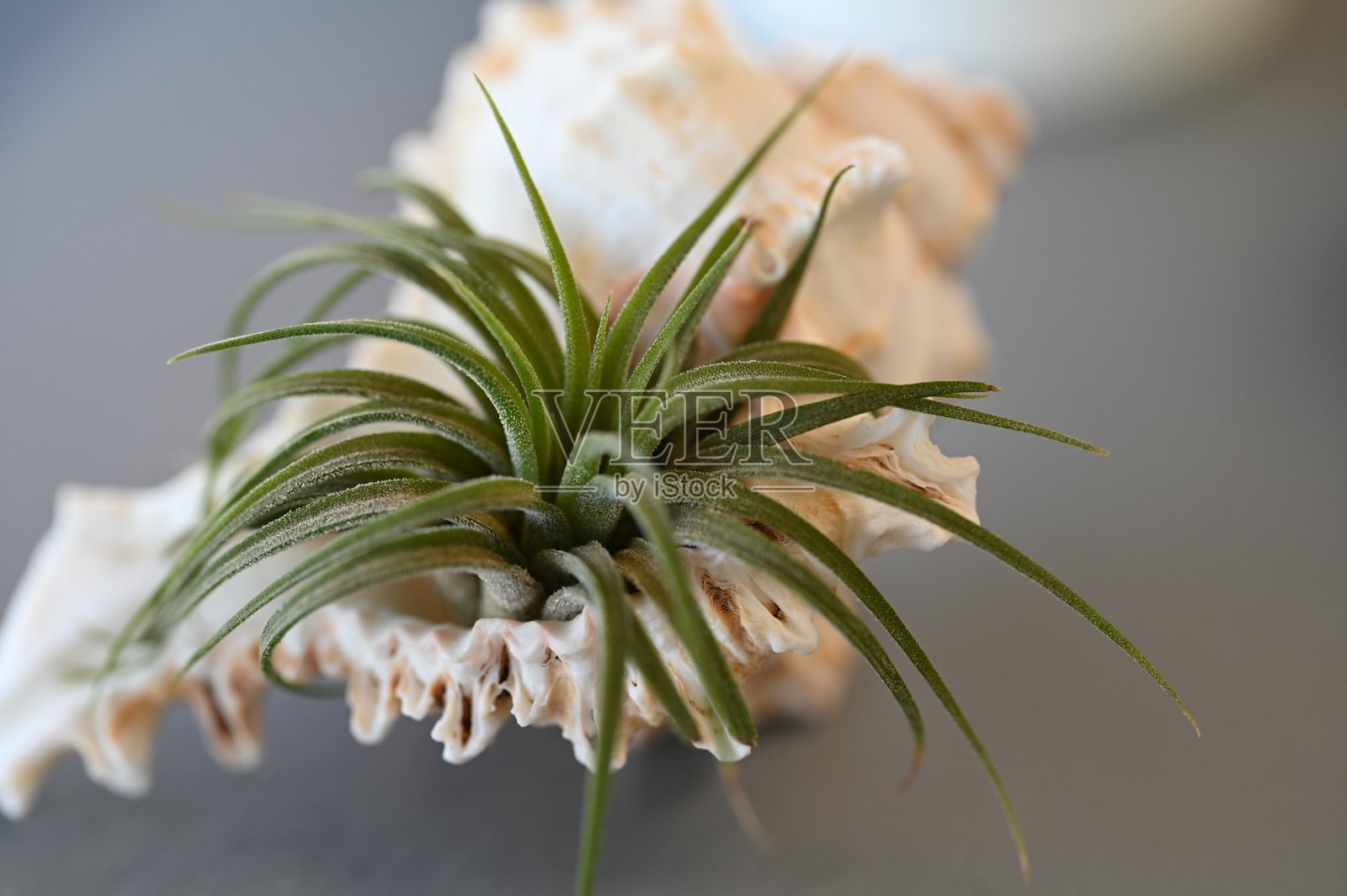 植物照片摄影图片