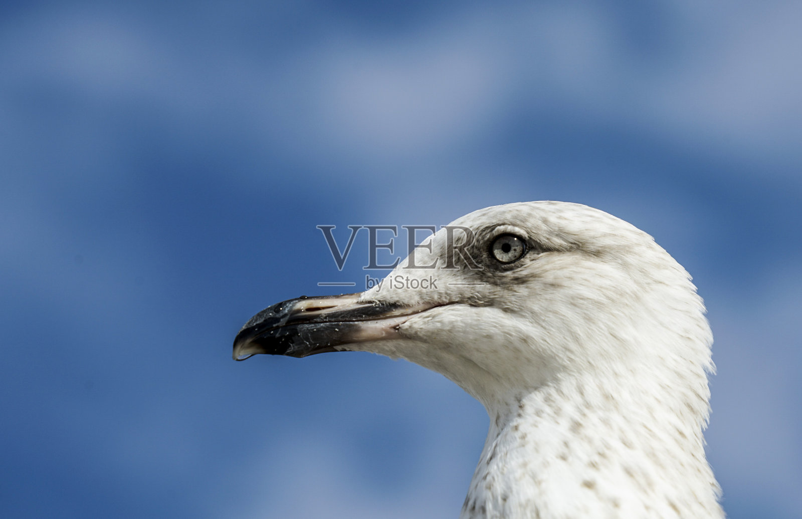 荷兰海鸥照片摄影图片
